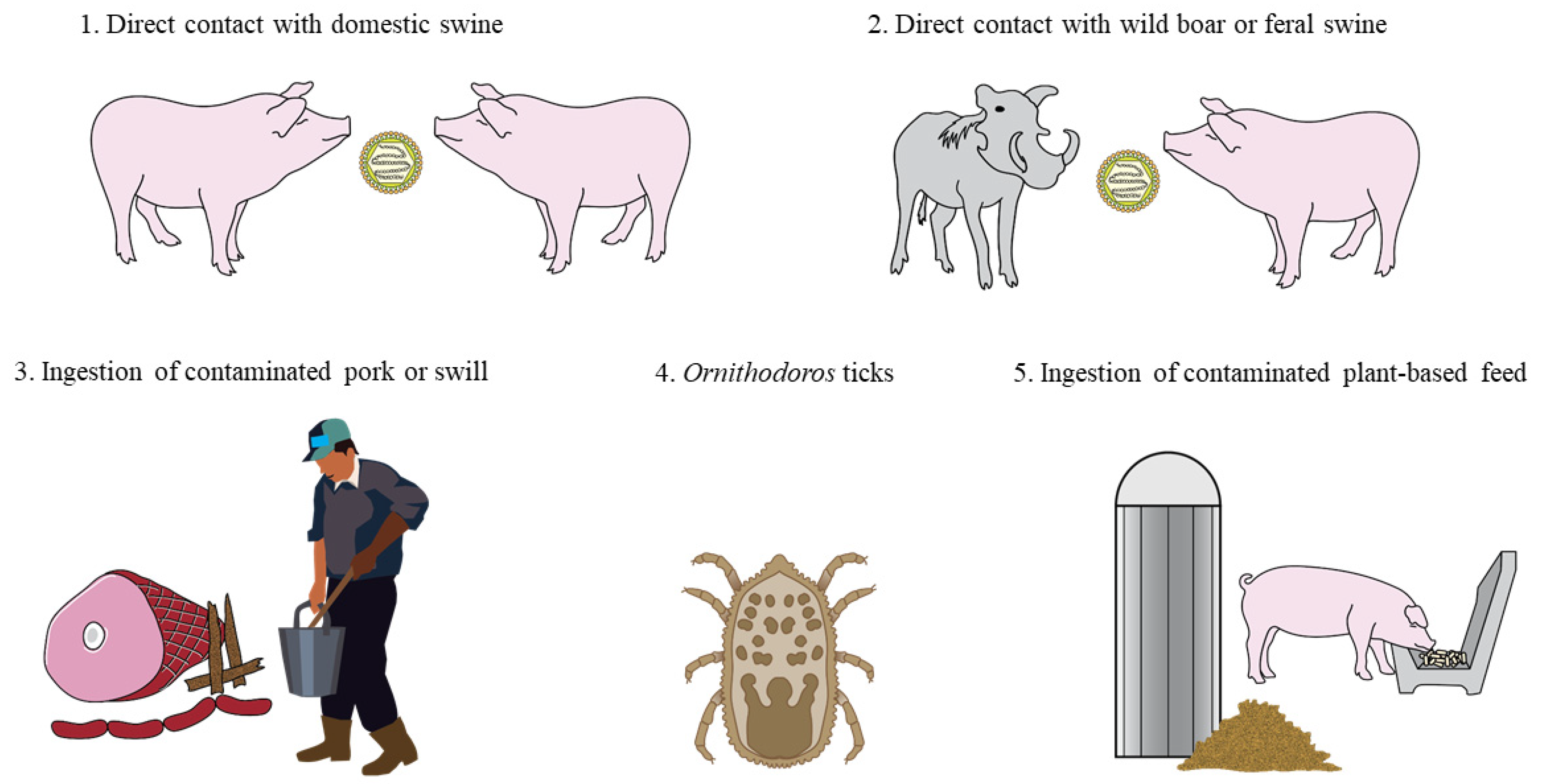Animals | Free Full-Text | Risk and Mitigation of African Swine Fever Virus in Feed Animals | Free Full-Text | Risk and Mitigation of African Swine Fever Virus in Feed