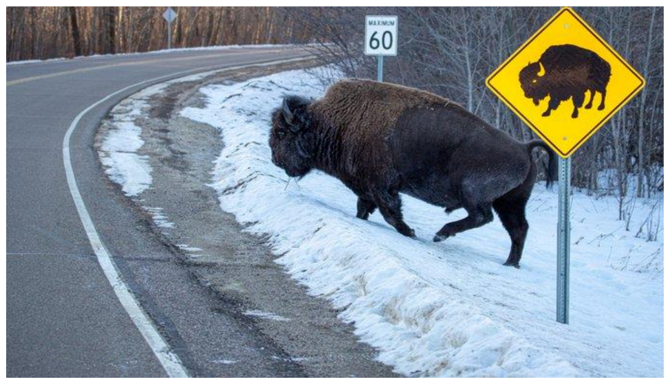 Animals 11 00799 g003 Animals 11 00799 g003