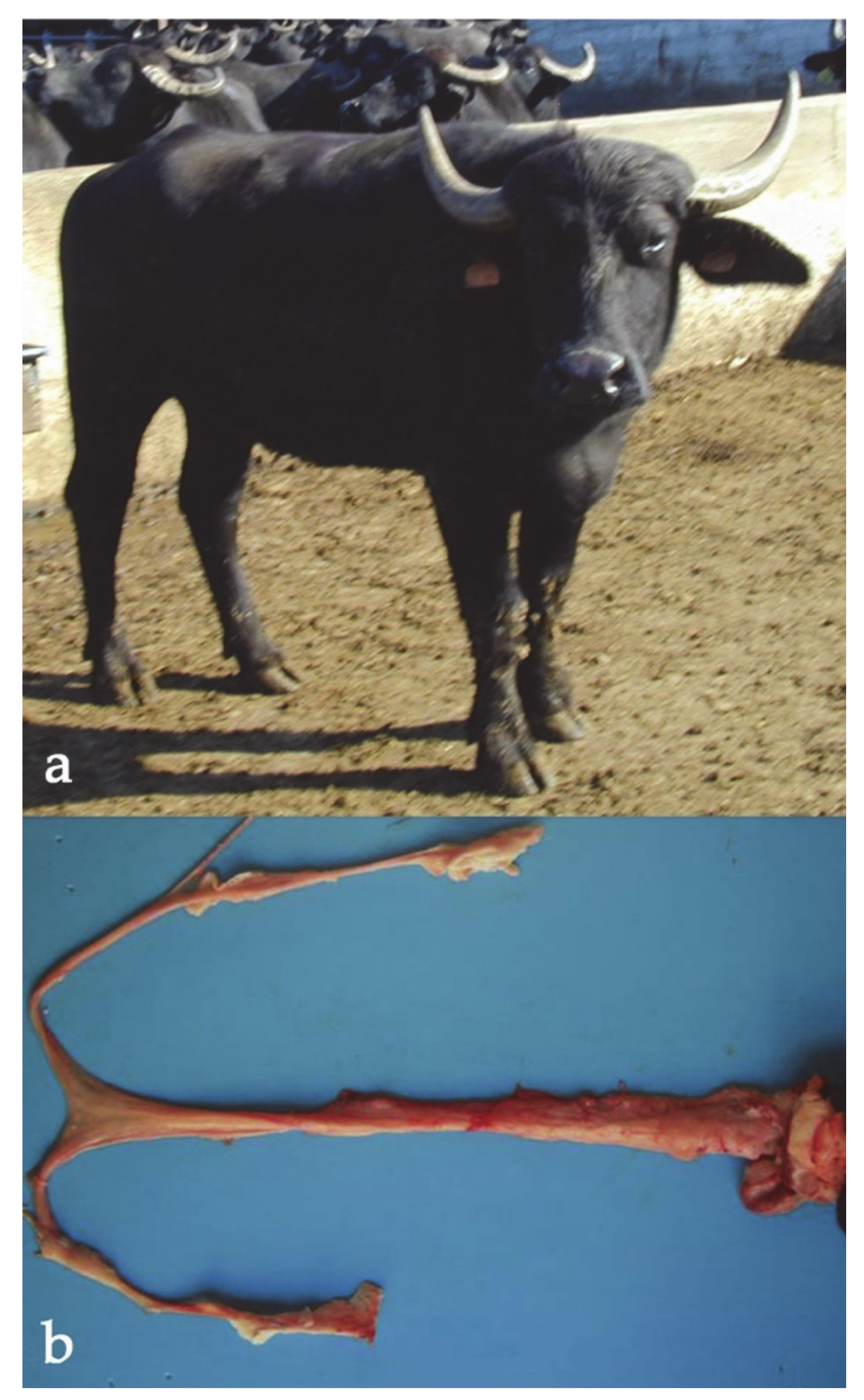 Animals | Free Full-Text | Chromosome Abnormalities and Fertility in  Domestic Bovids: A Review
