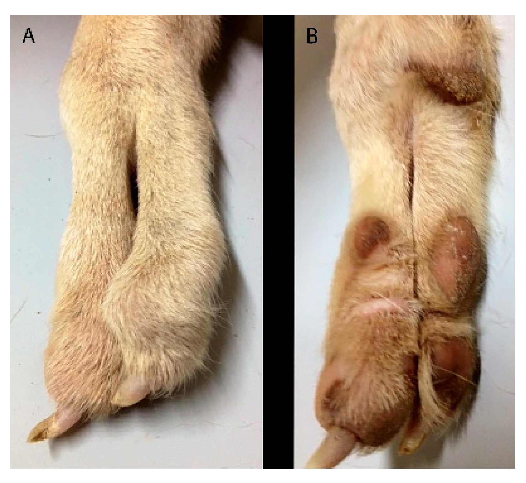 What Causes Deformed Puppies