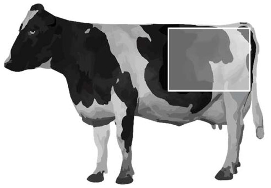 Animals Free Full Text The Relation Between Hair Cortisol Concentration And Various Welfare Assessments Of Dutch Dairy Farms Html