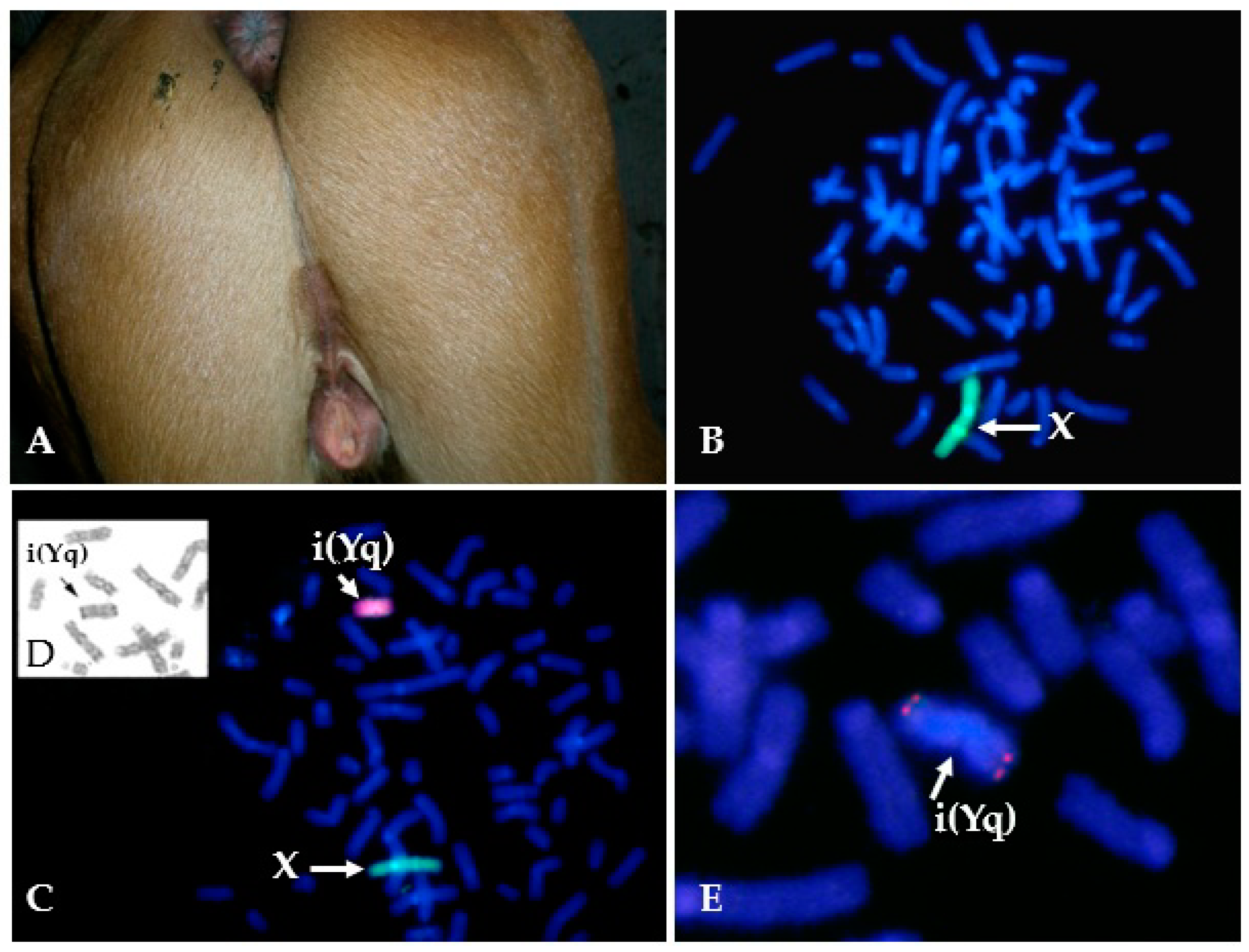 Animals | Free Full-Text | Horse Clinical Cytogenetics: Recurrent Themes  and Novel Findings