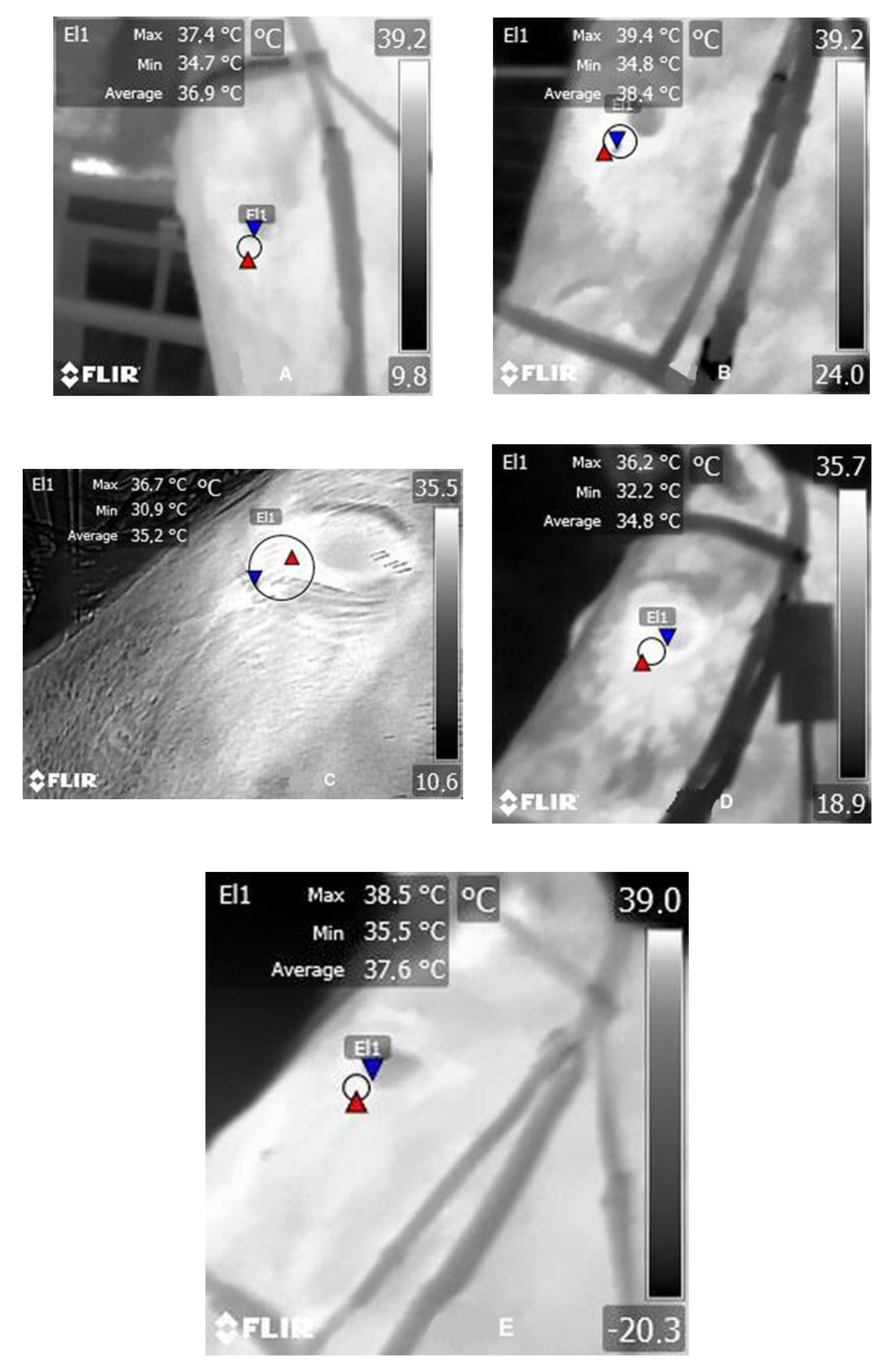 Animals 11 00832 g001