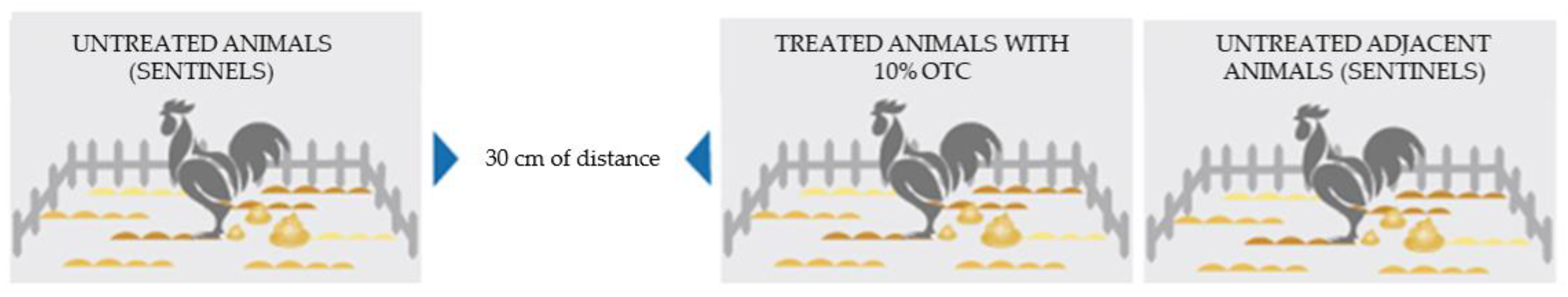 Animals 11 00853 g001