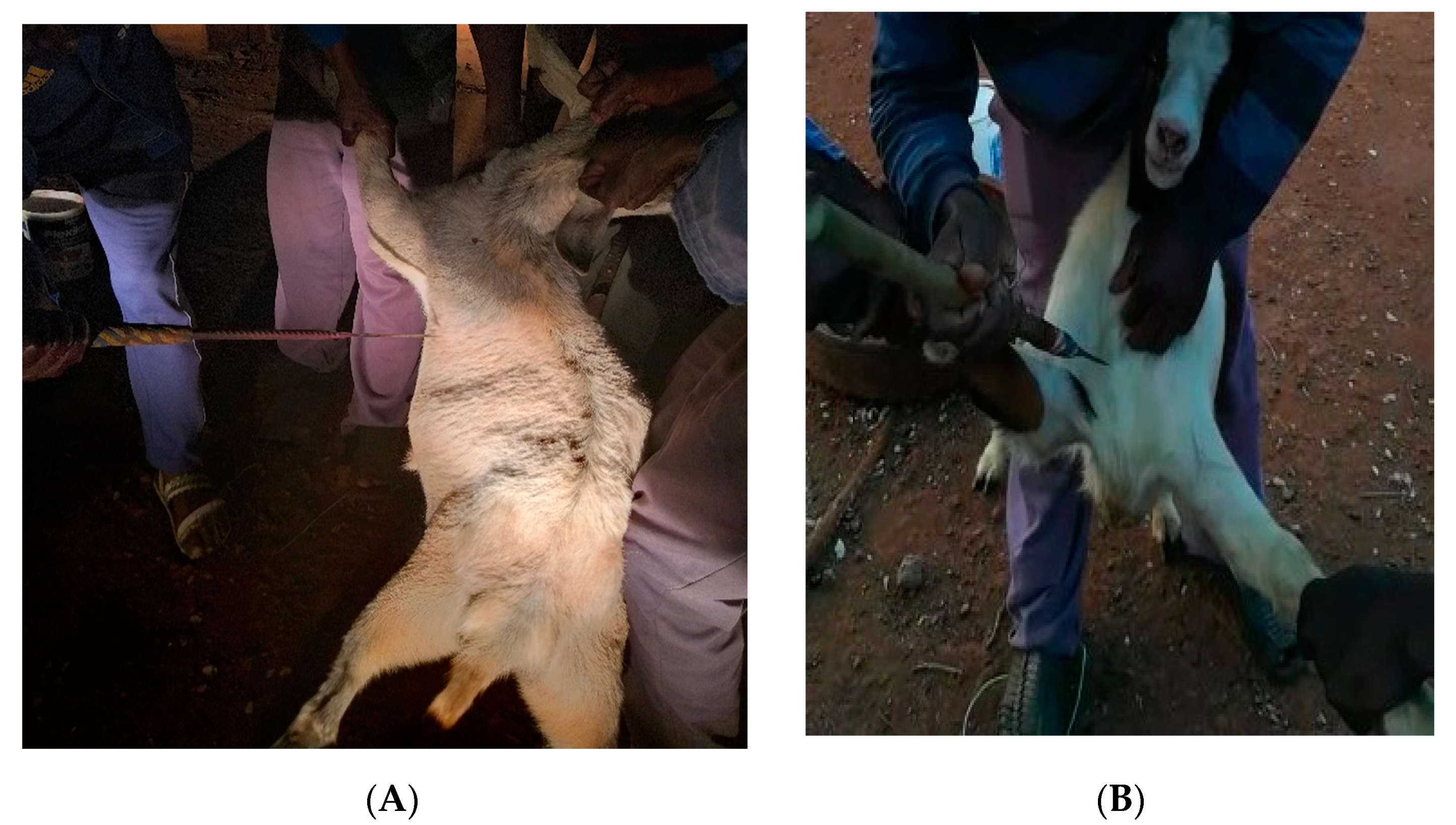 Animals Free Full Text Indigenous Slaughter Techniques Effects On Meat Physico Chemical Characteristics Of Nguni Goats Html