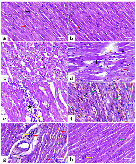 Date Palm Pollen Extract Avert Doxorubicin-Induced Date Palm Pollen Extract Avert Doxorubicin-Induced