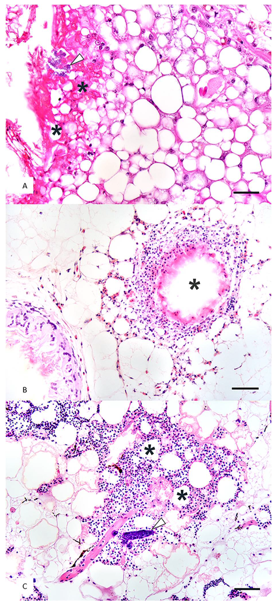 Animals 11 00898 g003