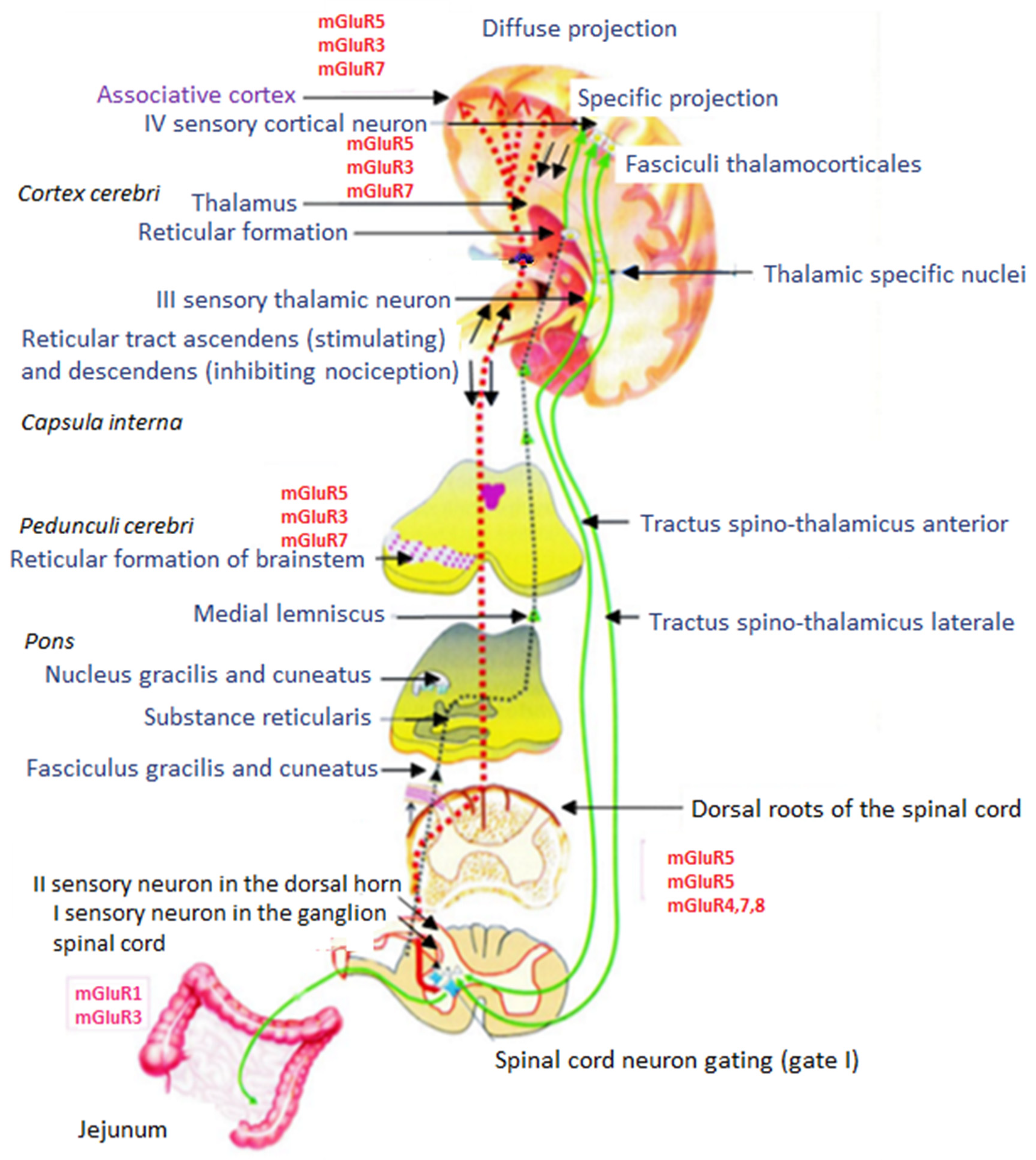 Animals 11 00909 g002 Animals 11 00909 g002
