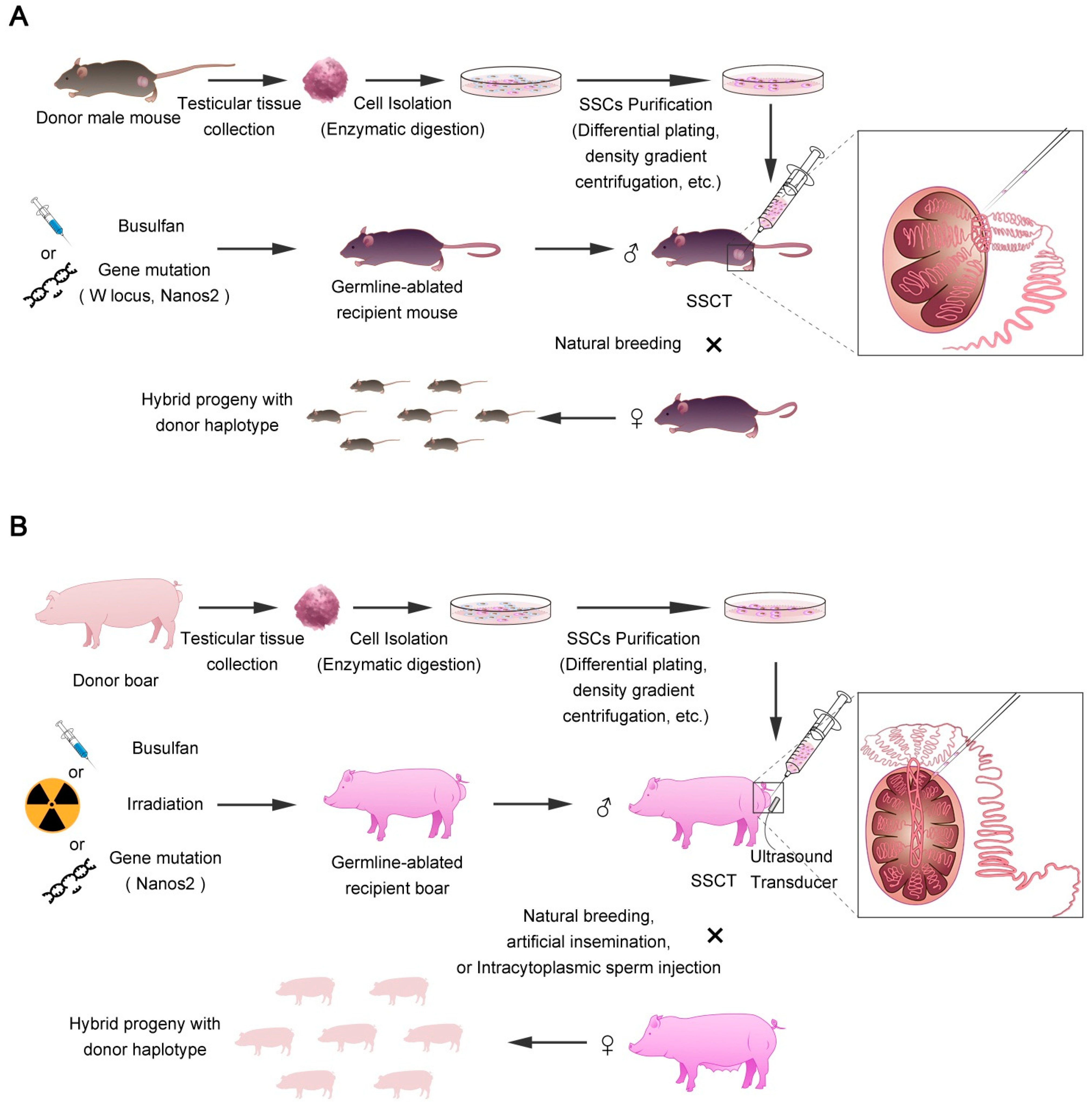 Animals | Free Full-Text | Spermatogonial Stem Cell Transplantation in  Large Animals