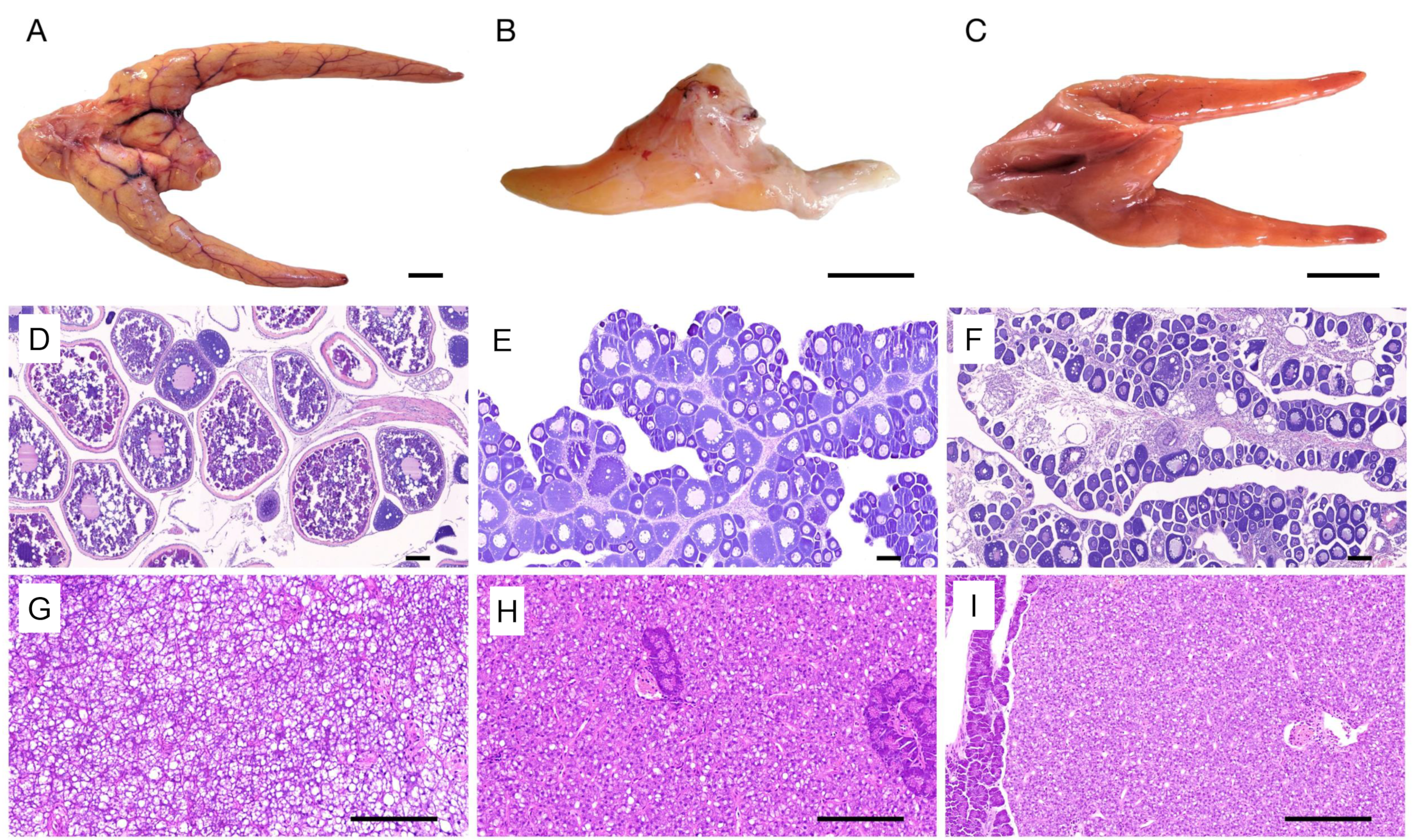 Animals | Free Full-Text | The Effect of Infertility on the Liver Structure, Endocrinology, and Gene Network in Japanese Flounder Animals | Free Full-Text | The Effect of Infertility on the Liver Structure, Endocrinology, and Gene Network in Japanese Flounder