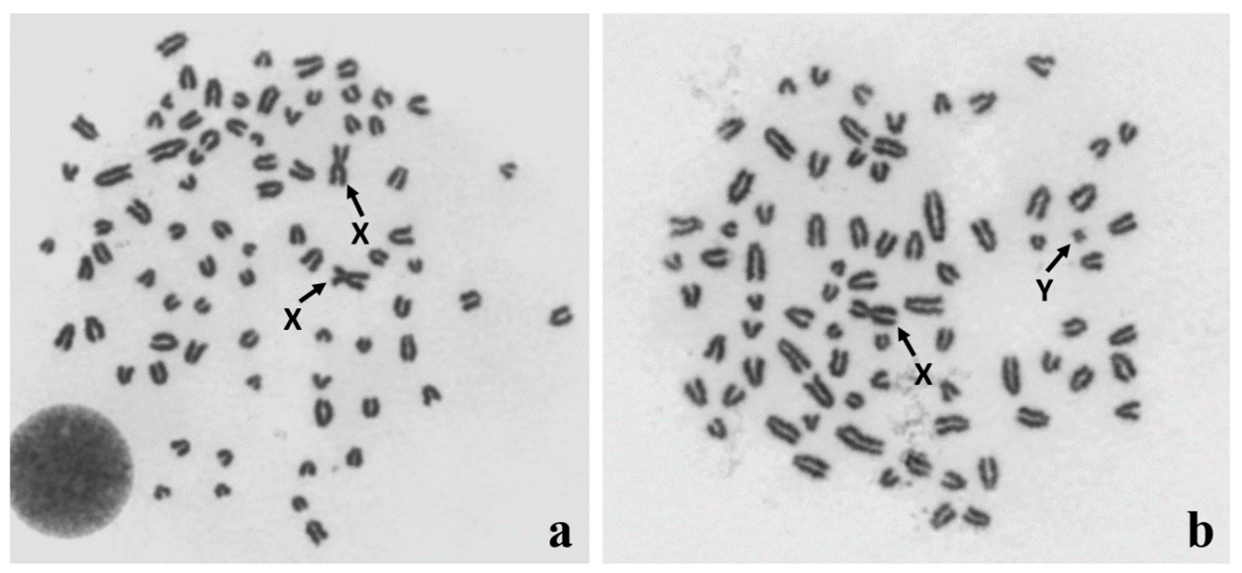 Animals | Free Full-Text | Clinical Cytogenetics of the Dog: A Review