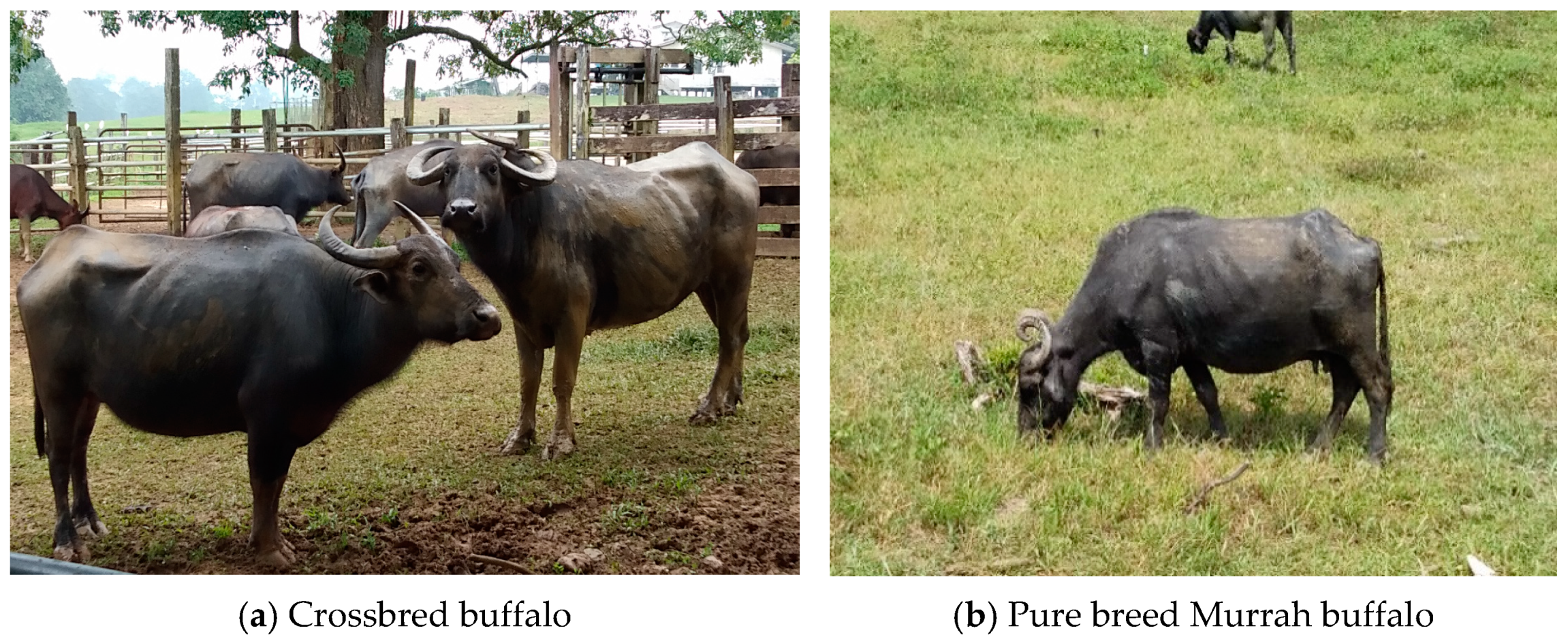 Animals 11 00957 g002