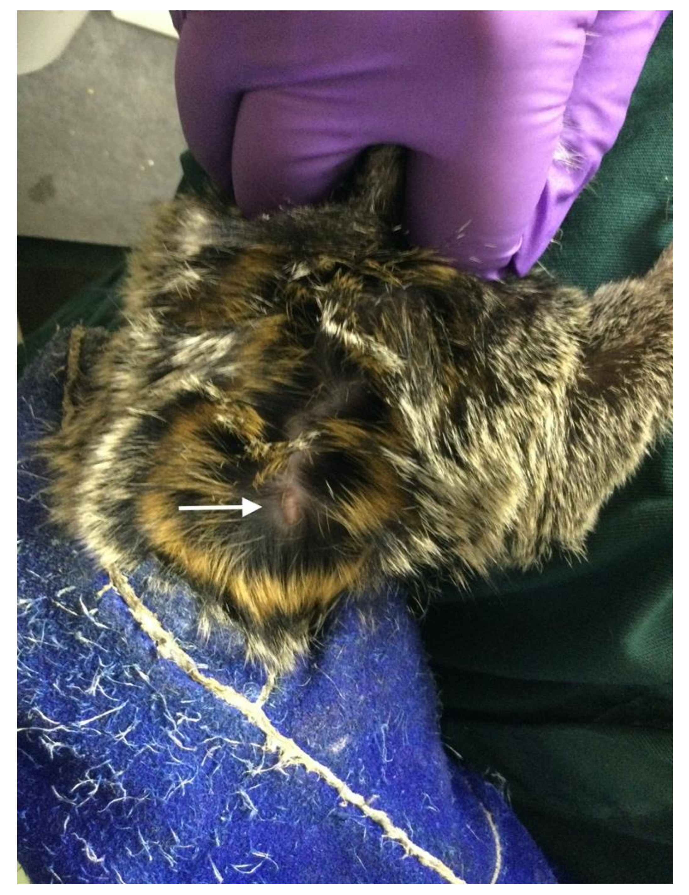 Animals 11 00963 g001