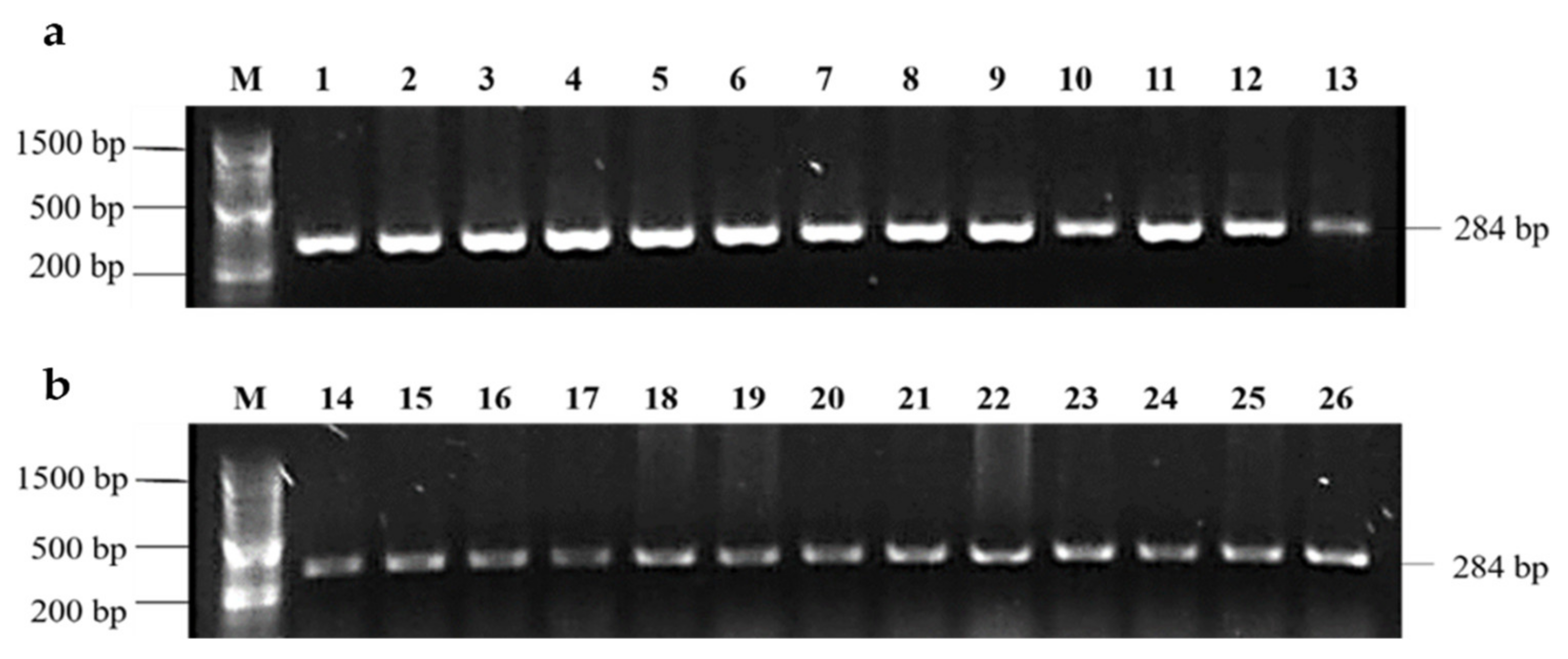 Animals Free Full Text Prevalence And Molecular Characterization Of Salmonella Isolated From Broiler Farms At The Tolima Region Colombia Html