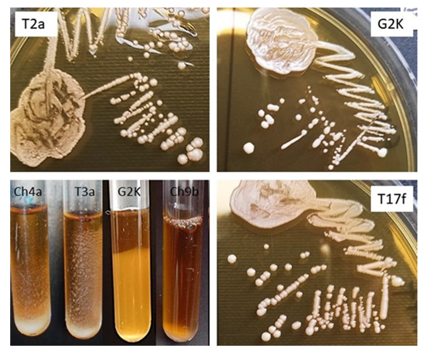 Animals 11 00972 g002 Animals 11 00972 g002