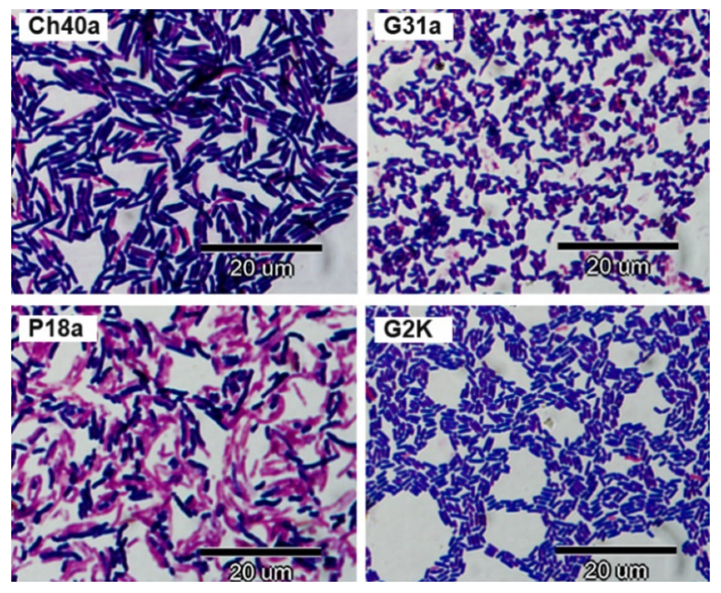 Animals 11 00972 g003 Animals 11 00972 g003