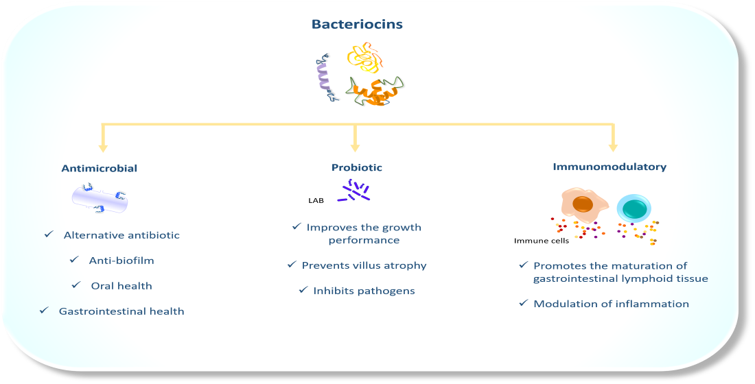 Animals Free Full Text Bacteriocins From Lactic Acid Bacteria A Powerful Alternative As Antimicrobials Probiotics And Immunomodulators In Veterinary Medicine Html Animals Free Full Text Bacteriocins From Lactic Acid Bacteria A Powerful Alternative As Antimicrobials Probiotics And Immunomodulators In Veterinary Medicine Html