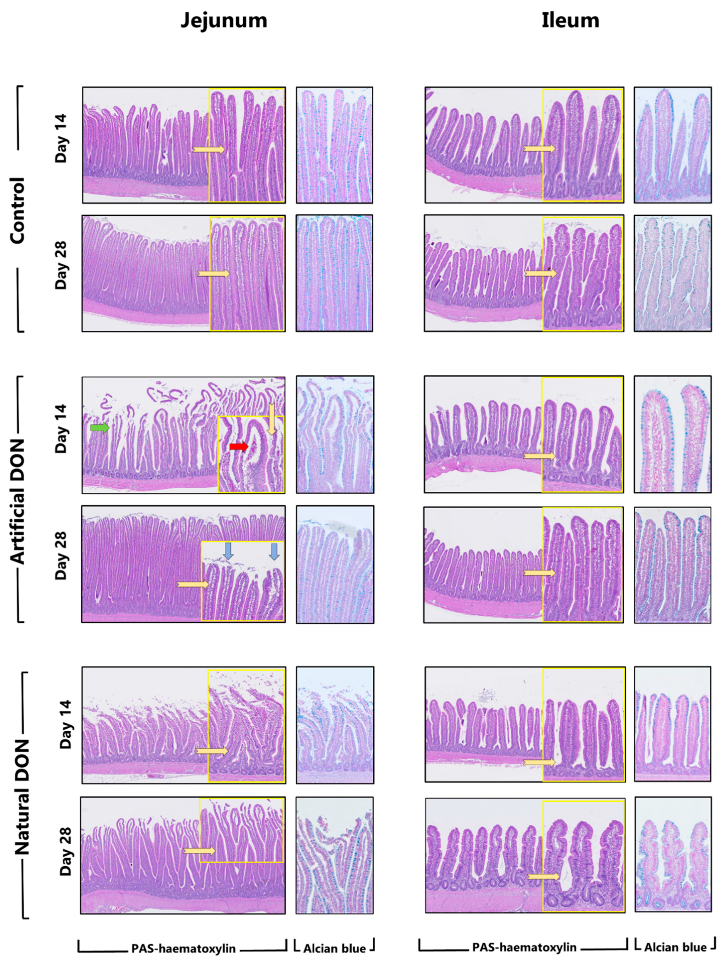 Animals 11 00989 g001