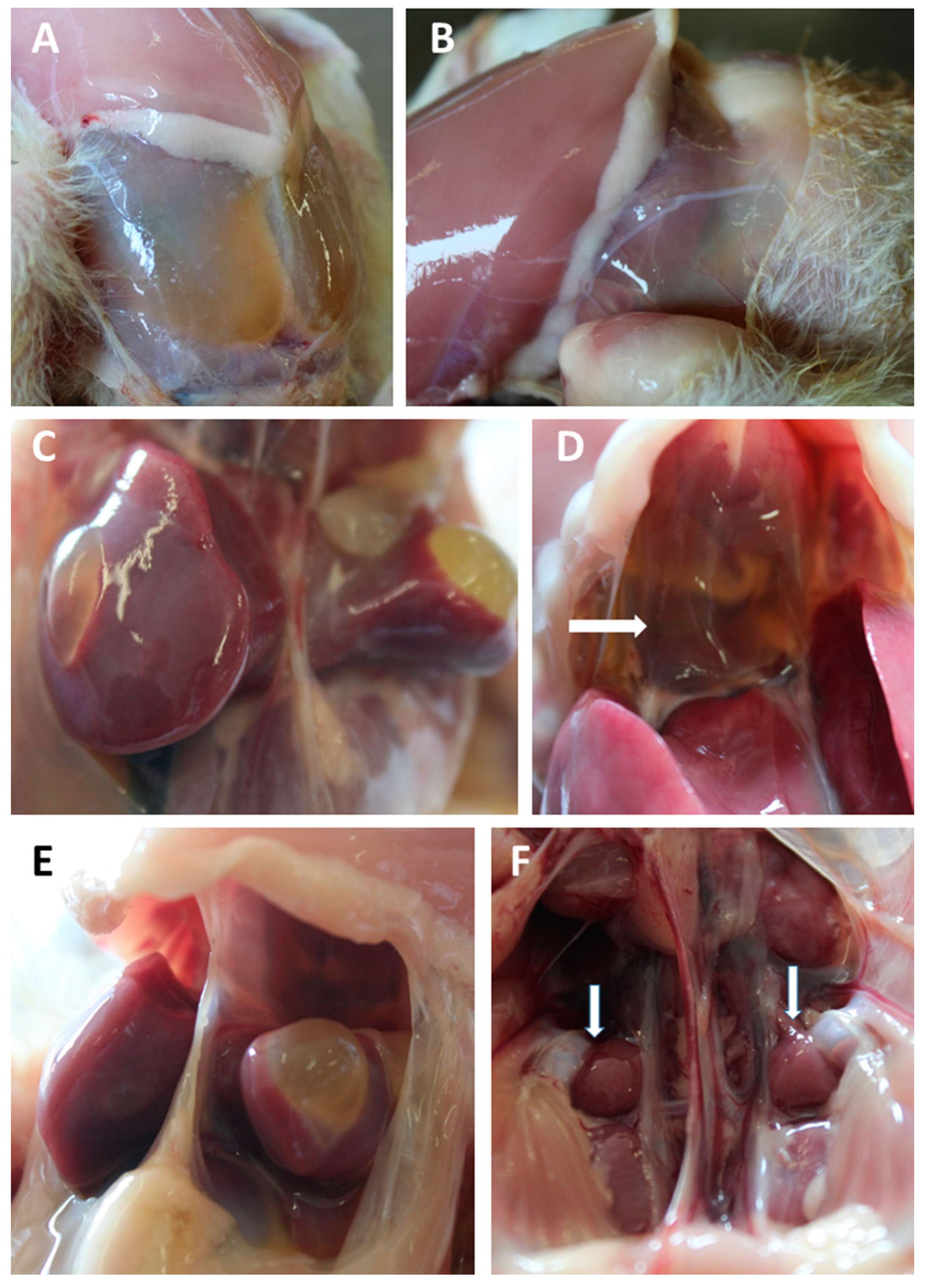 Animals 11 00989 g004