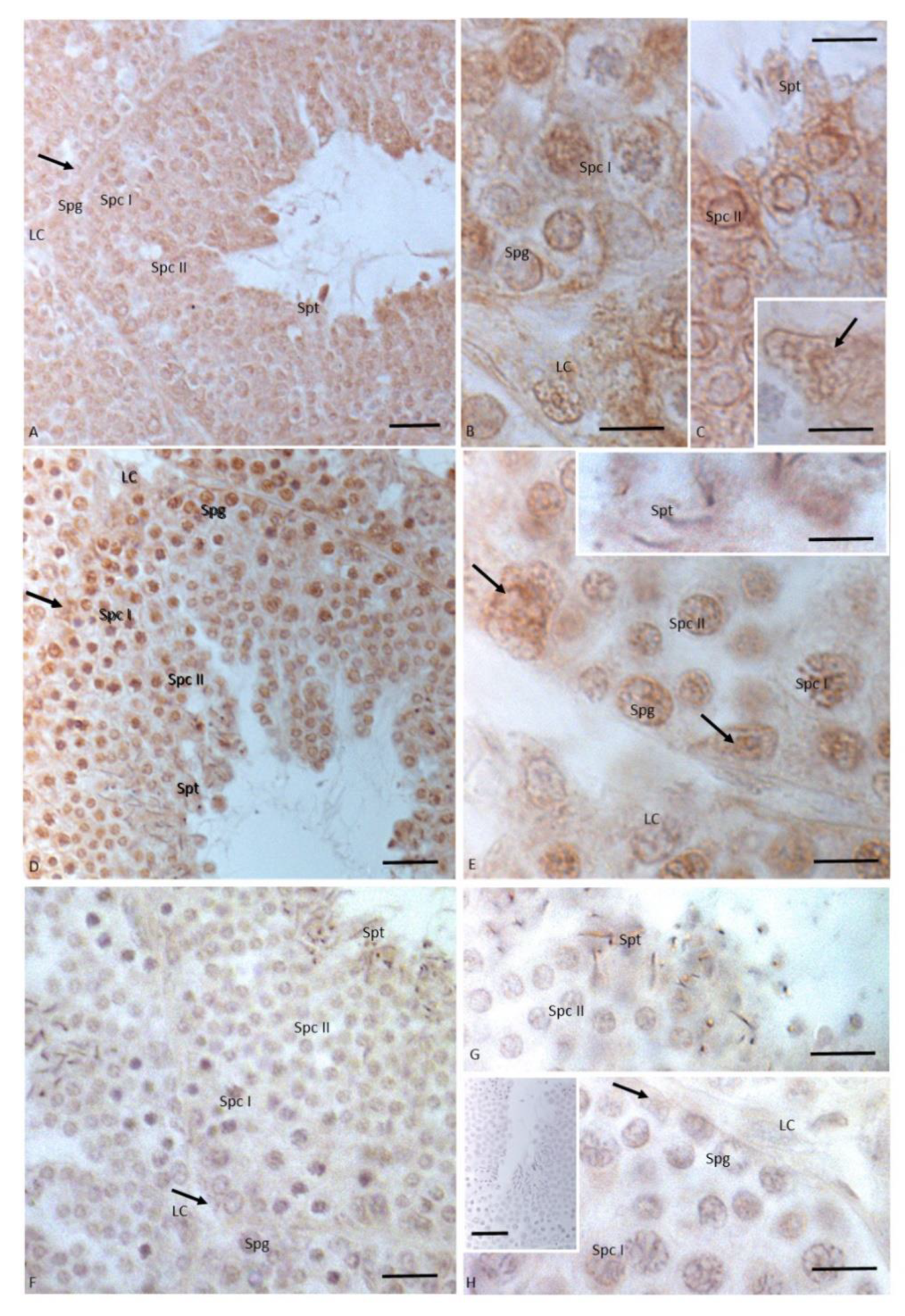 Animals 11 01003 g005