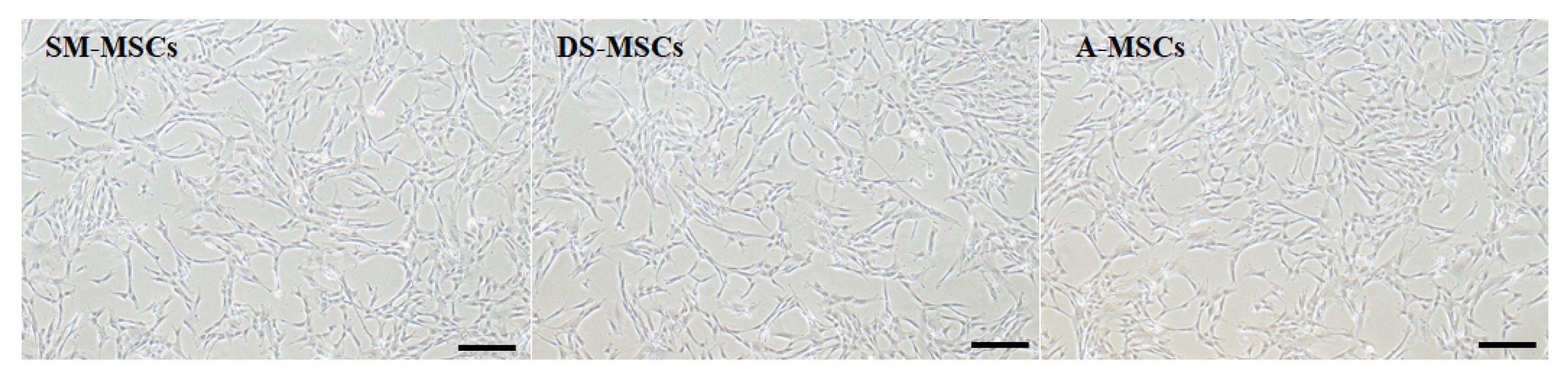 Animals 11 01017 g001 Animals 11 01017 g001