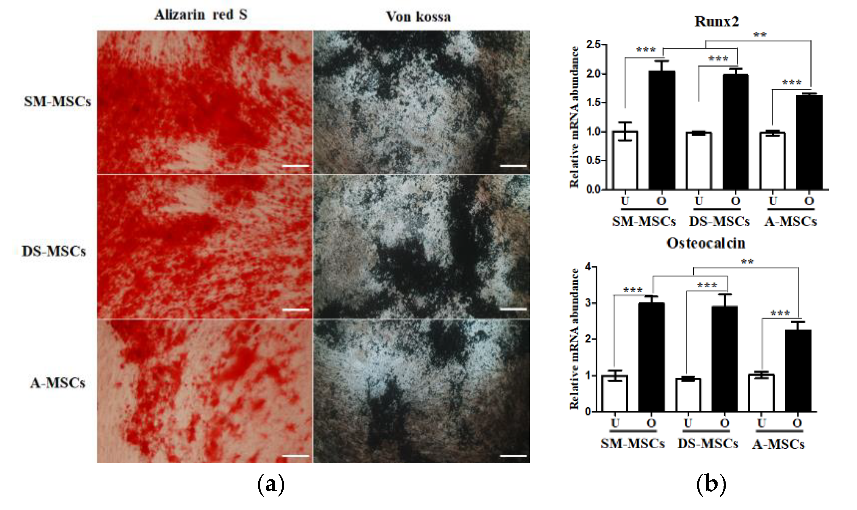 Animals 11 01017 g005 Animals 11 01017 g005