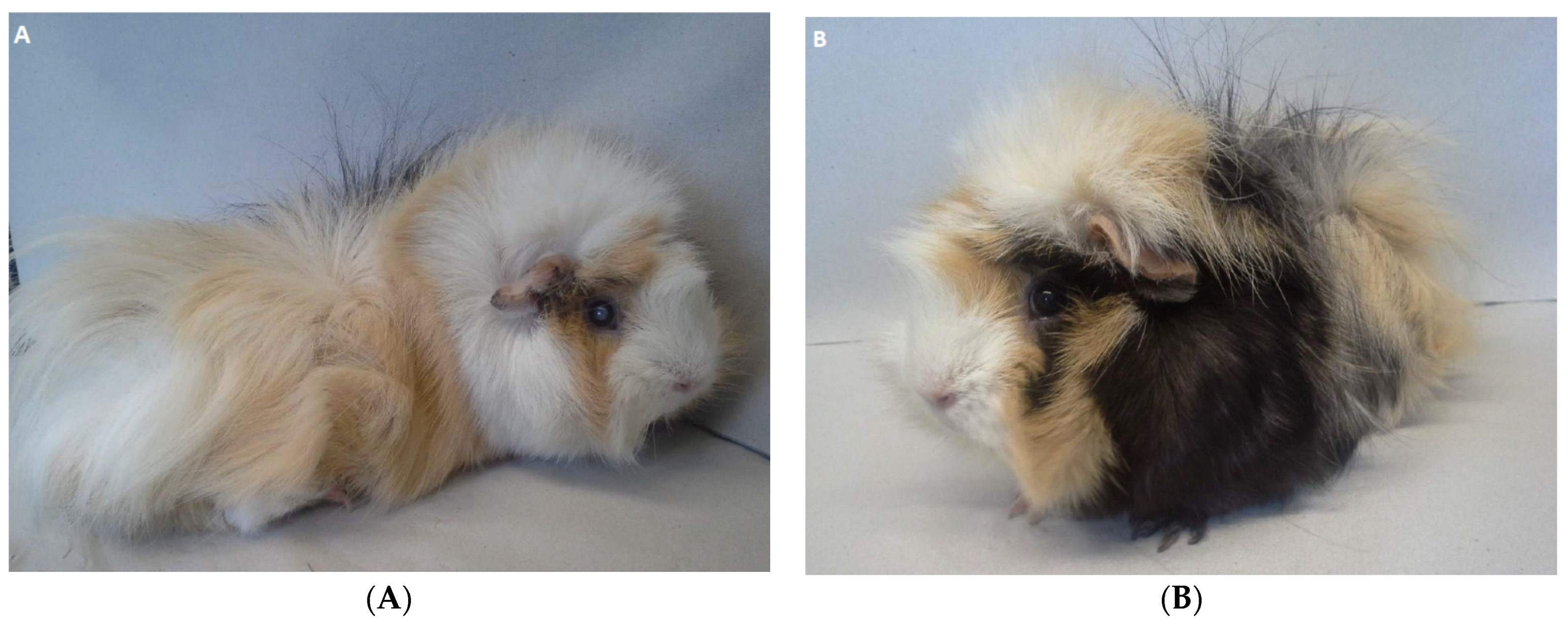 Animals 11 01025 g001