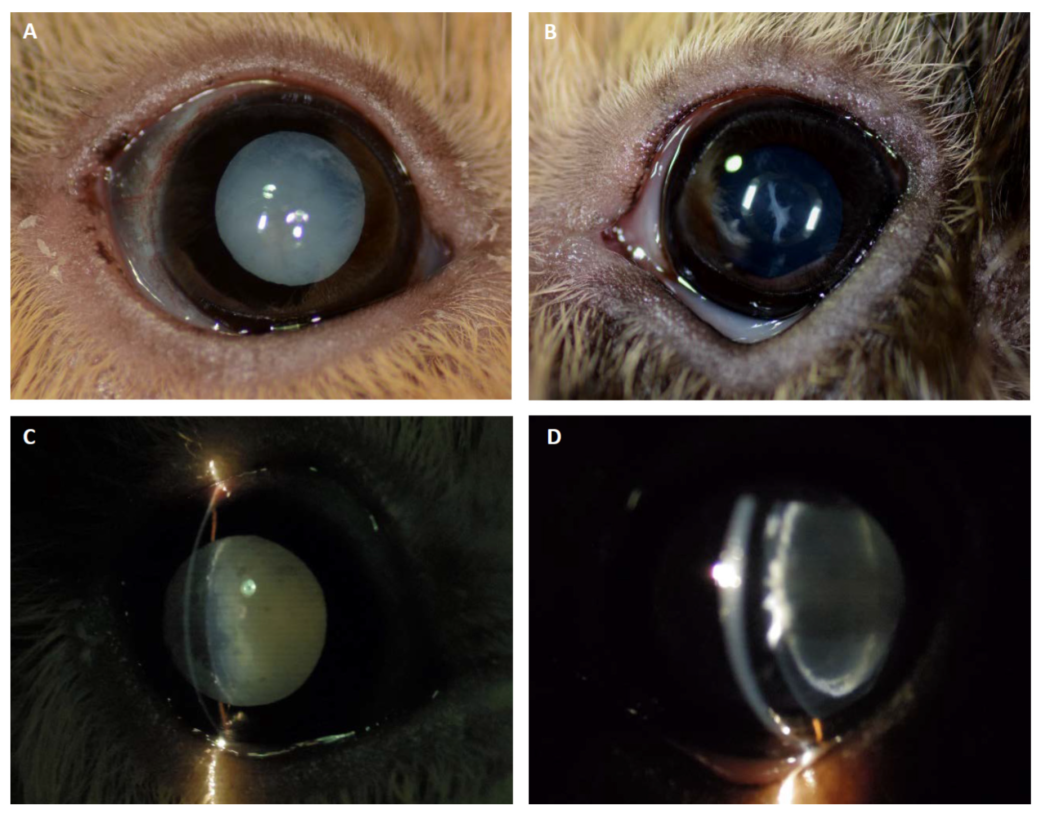 Animals 11 01025 g002