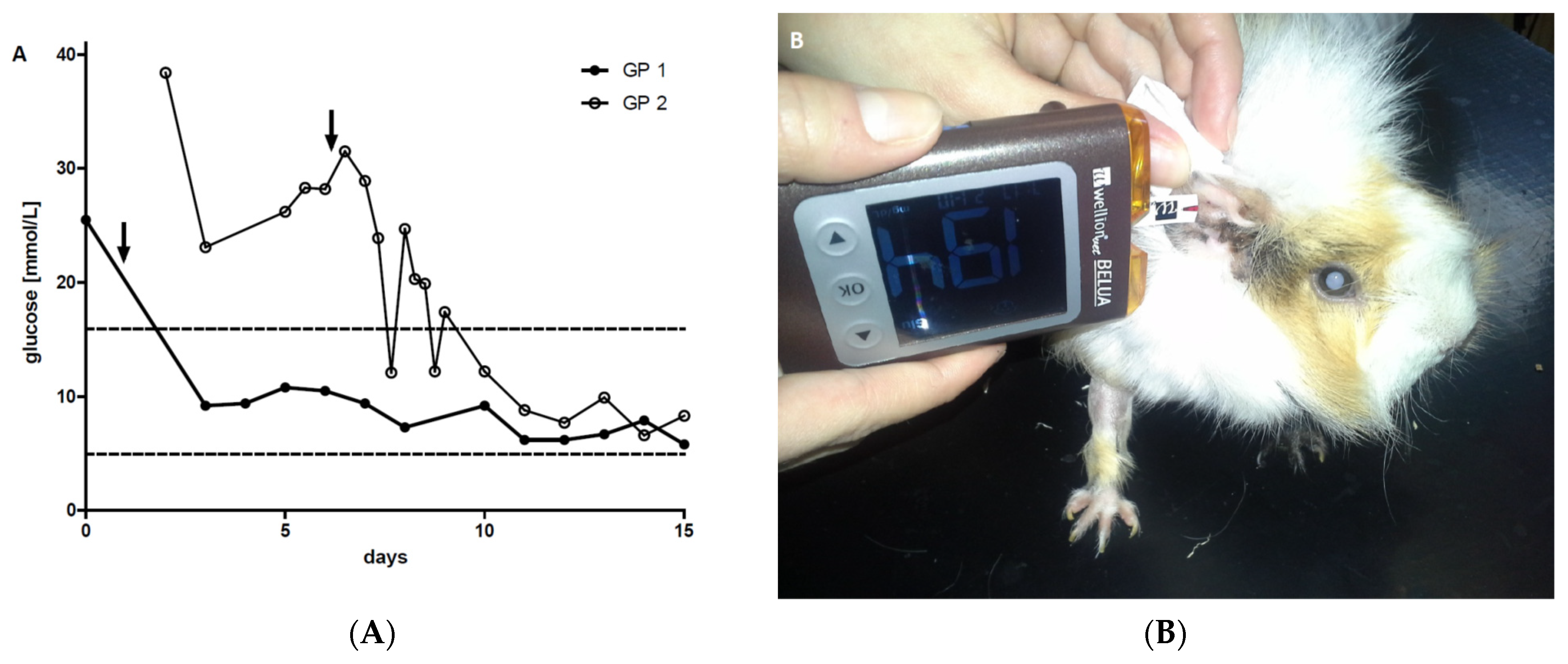 What can you feed a diabetic guinea clearance pig