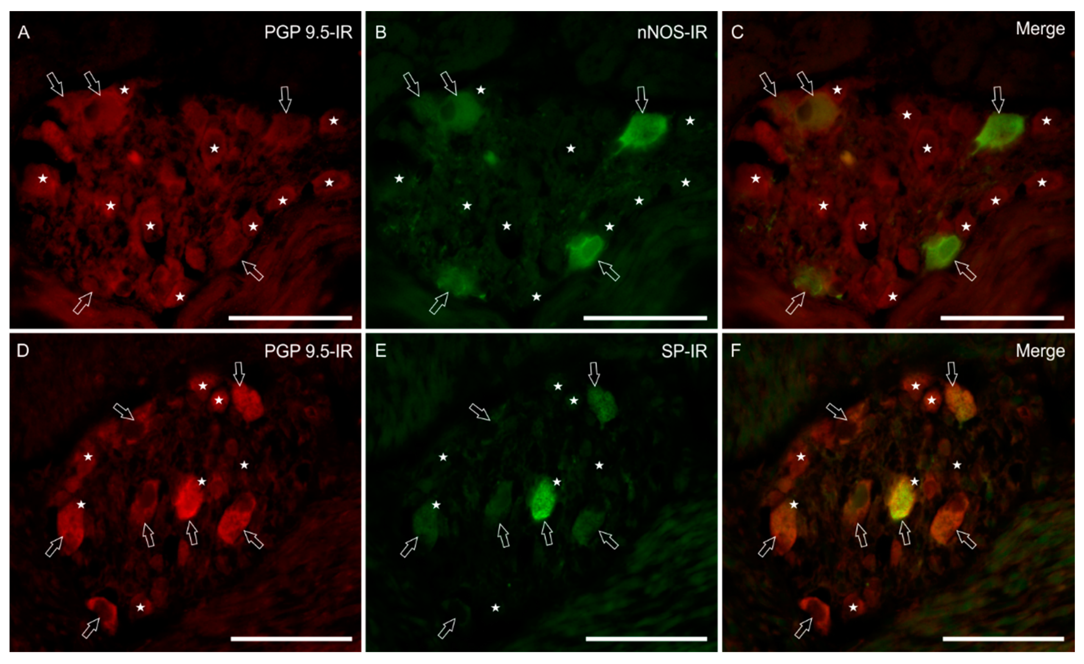 Animals 11 01057 g001