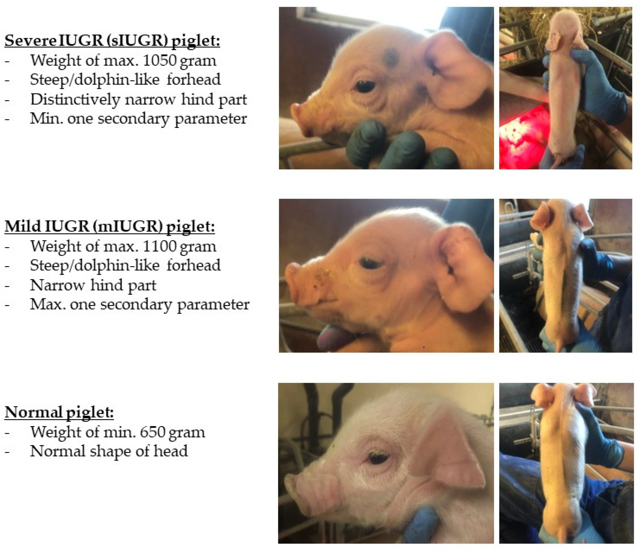 Animals | Free Full-Text | The Effect of Different Feeding Systems on  Salivary Cortisol Levels during Gestation in Sows on Herd Level