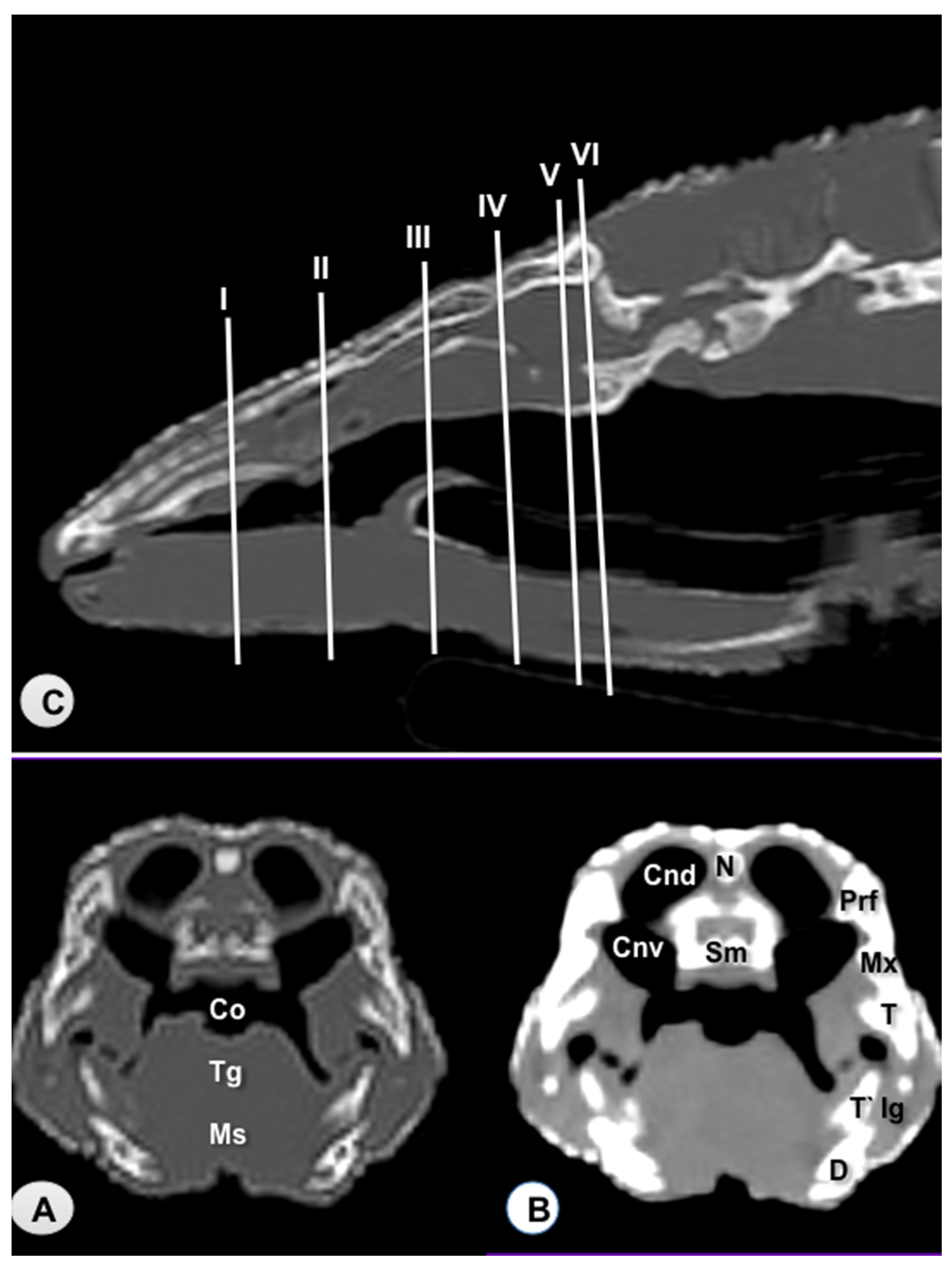 Animals 11 01078 g001 Animals 11 01078 g001