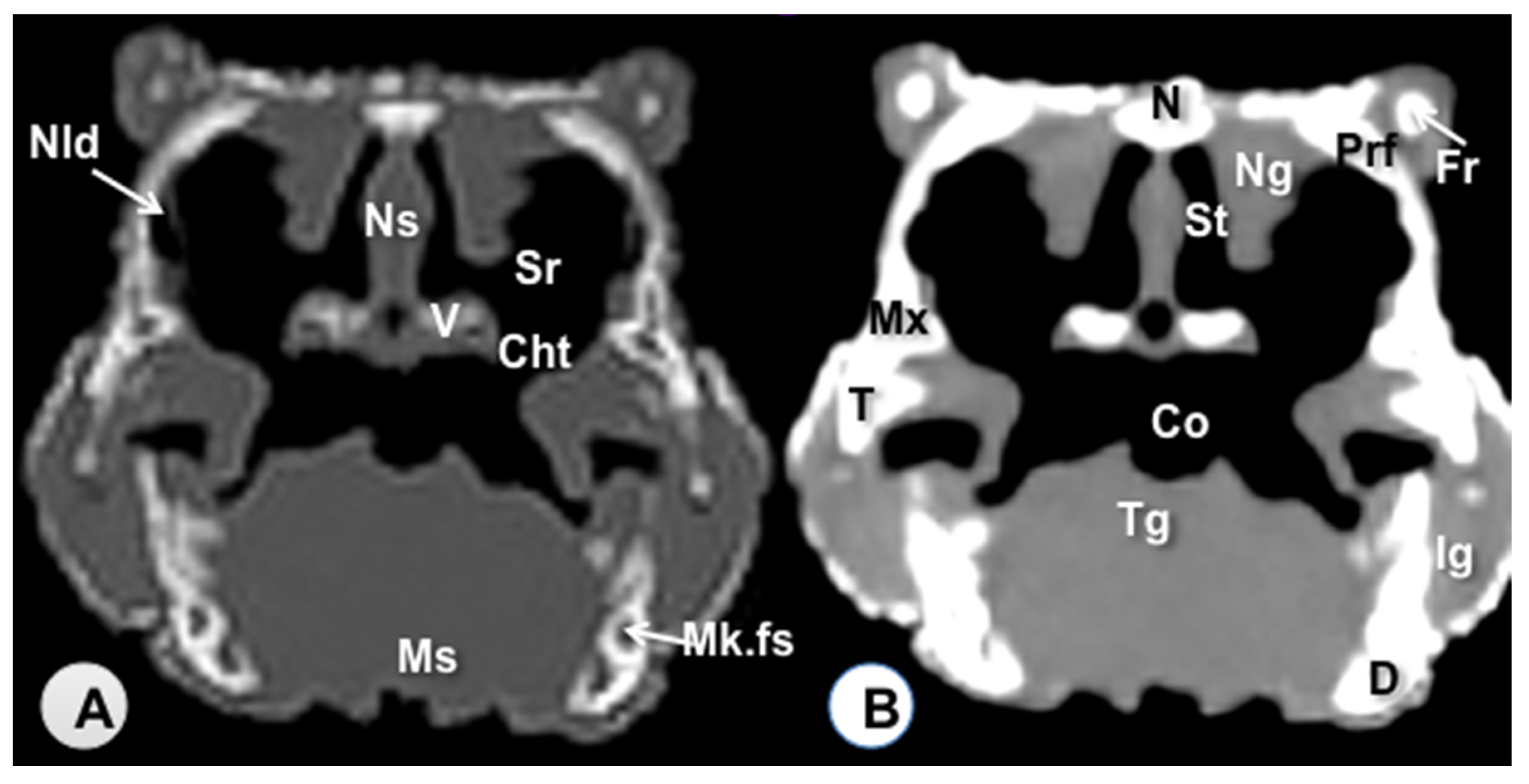 Animals 11 01078 g002 Animals 11 01078 g002