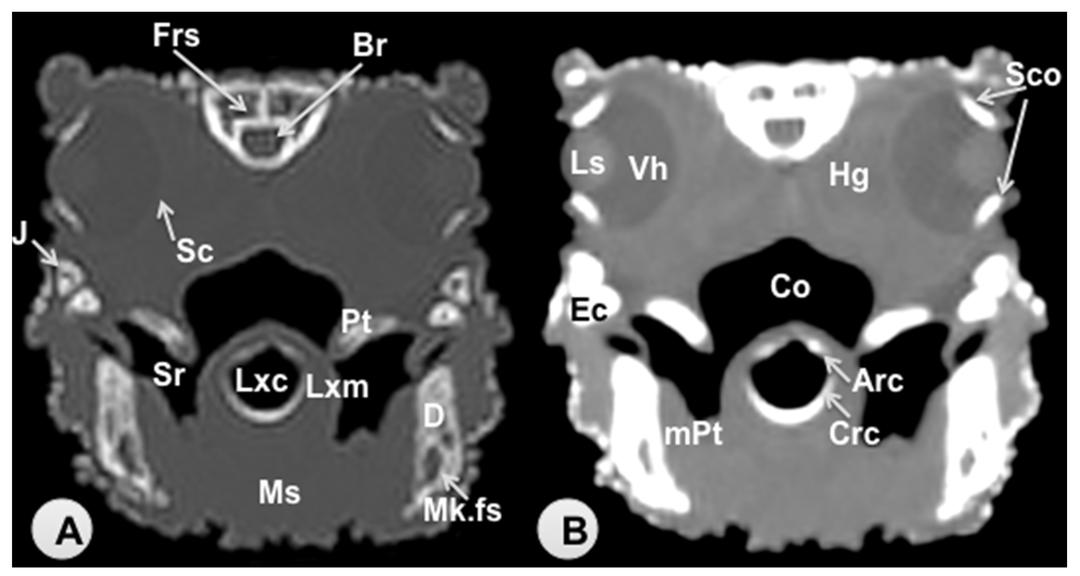 Animals 11 01078 g003 Animals 11 01078 g003