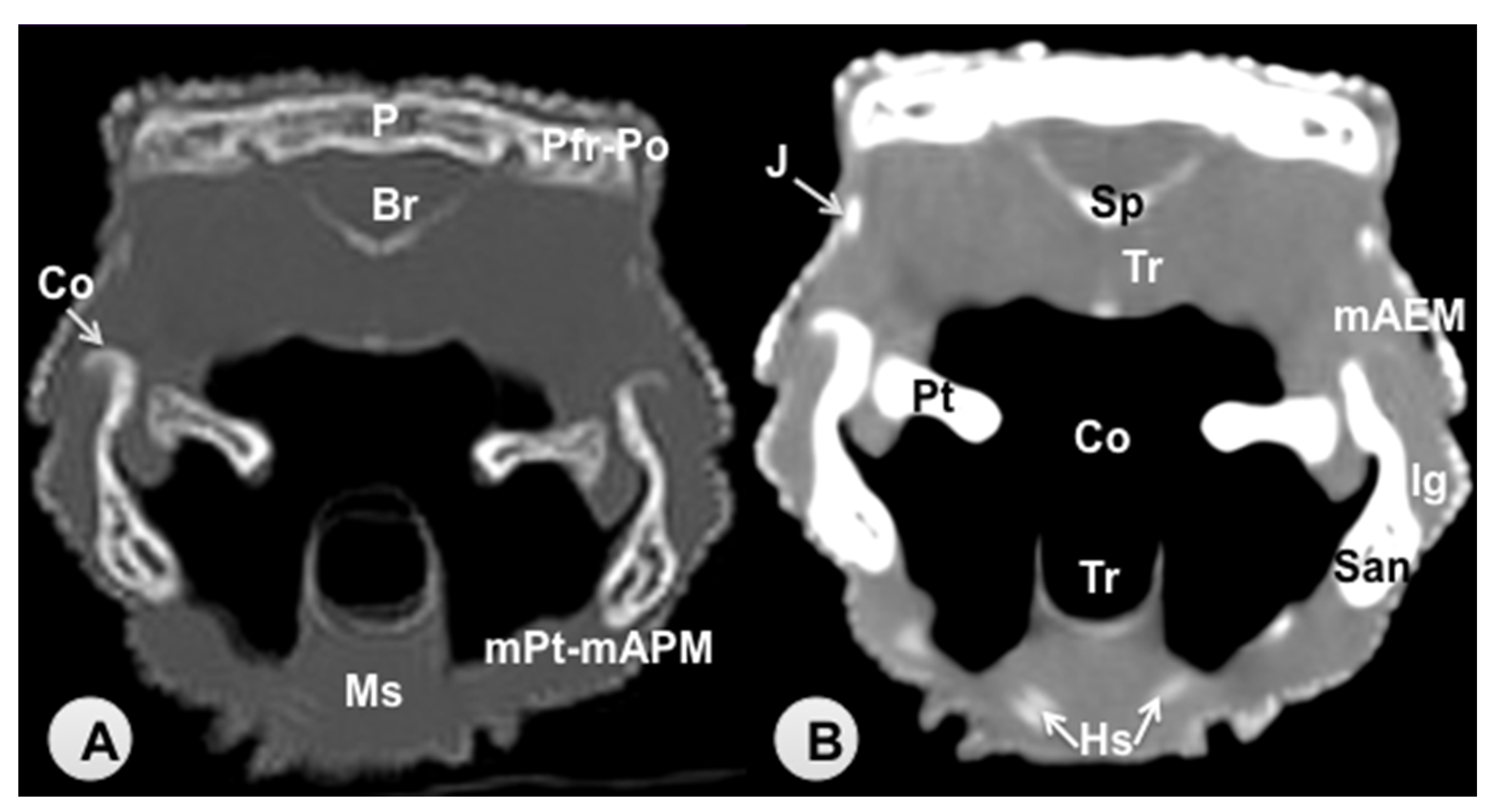 Animals 11 01078 g004 Animals 11 01078 g004
