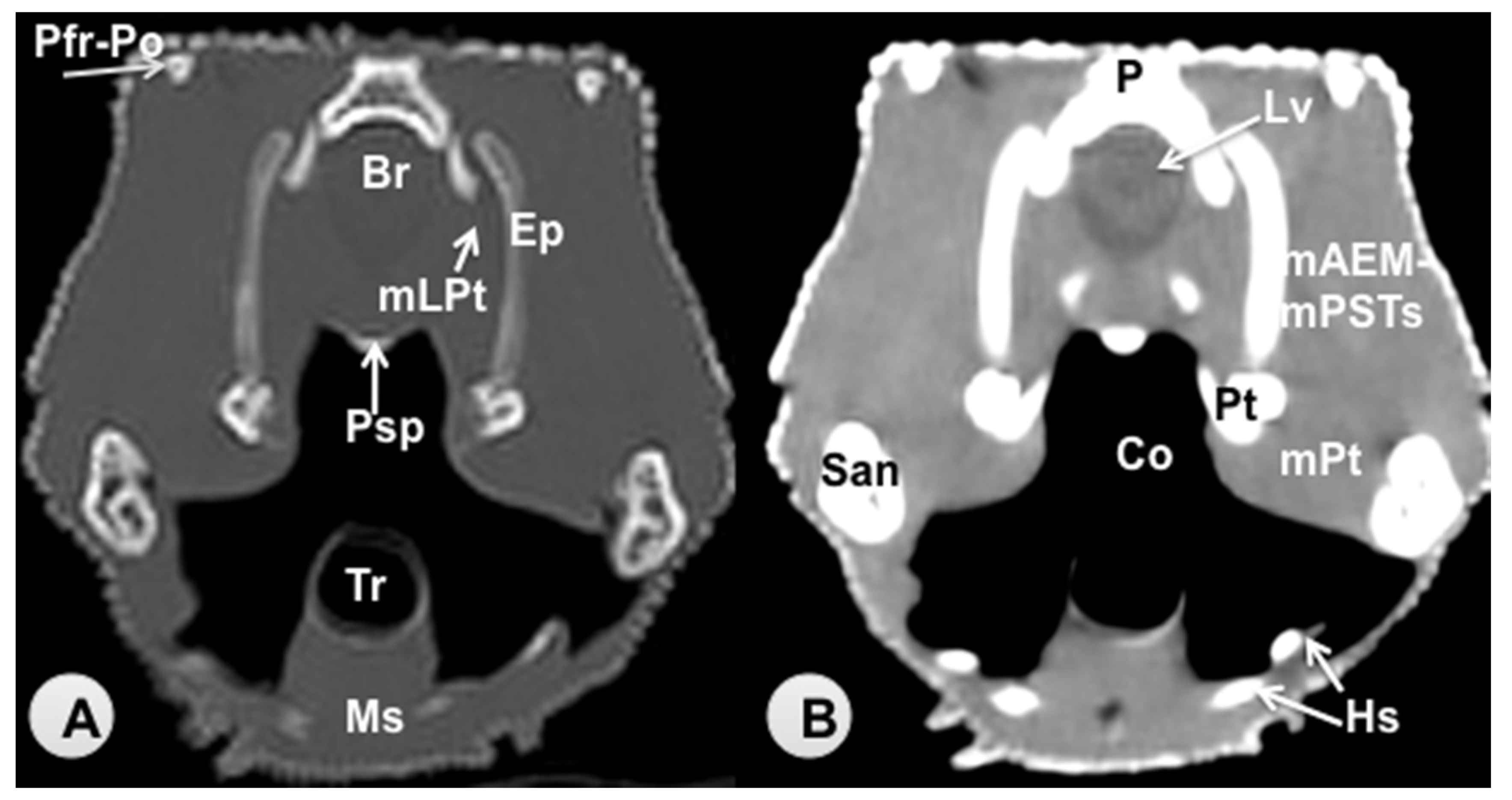Animals 11 01078 g005 Animals 11 01078 g005