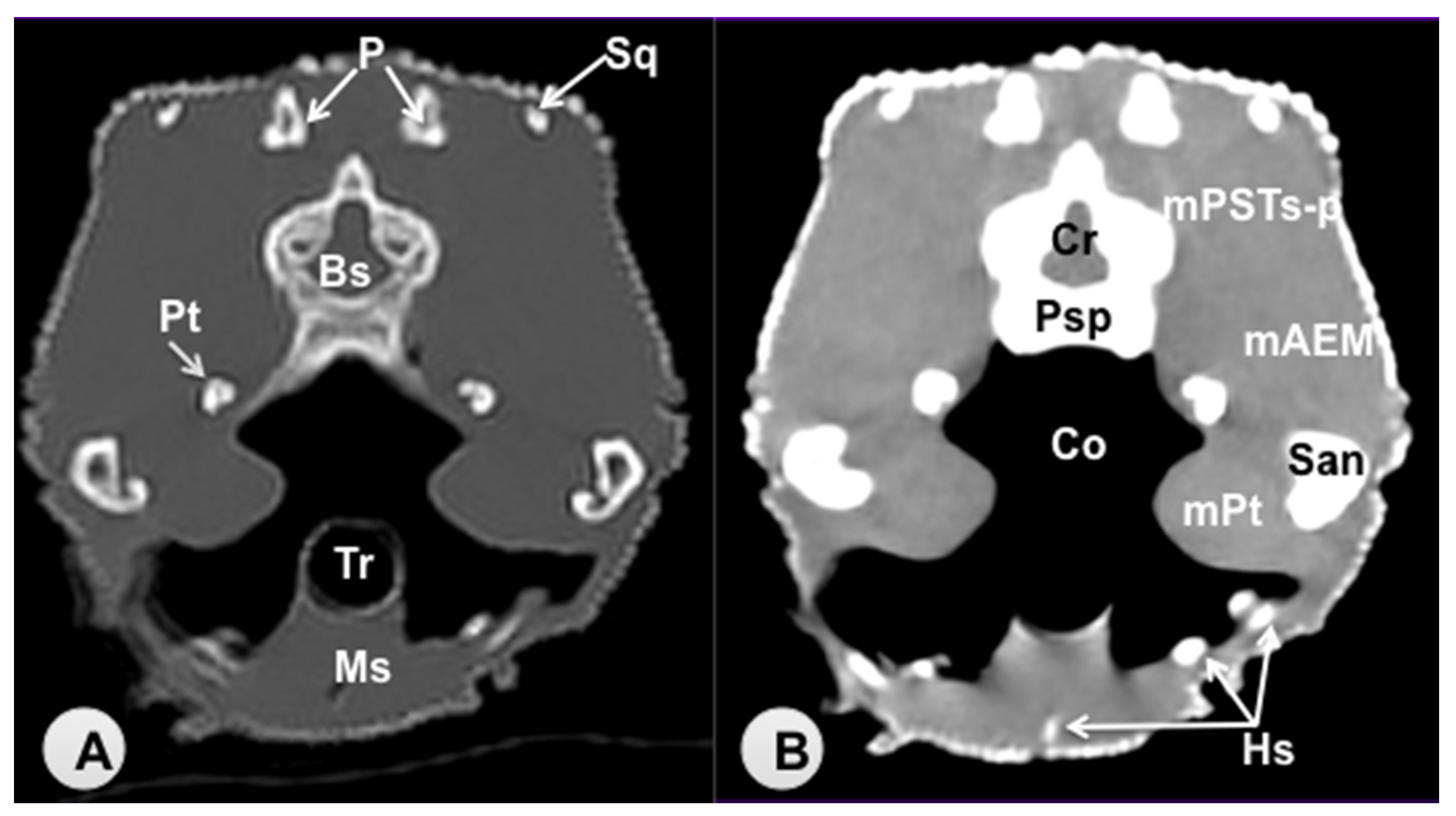 Animals 11 01078 g006 Animals 11 01078 g006