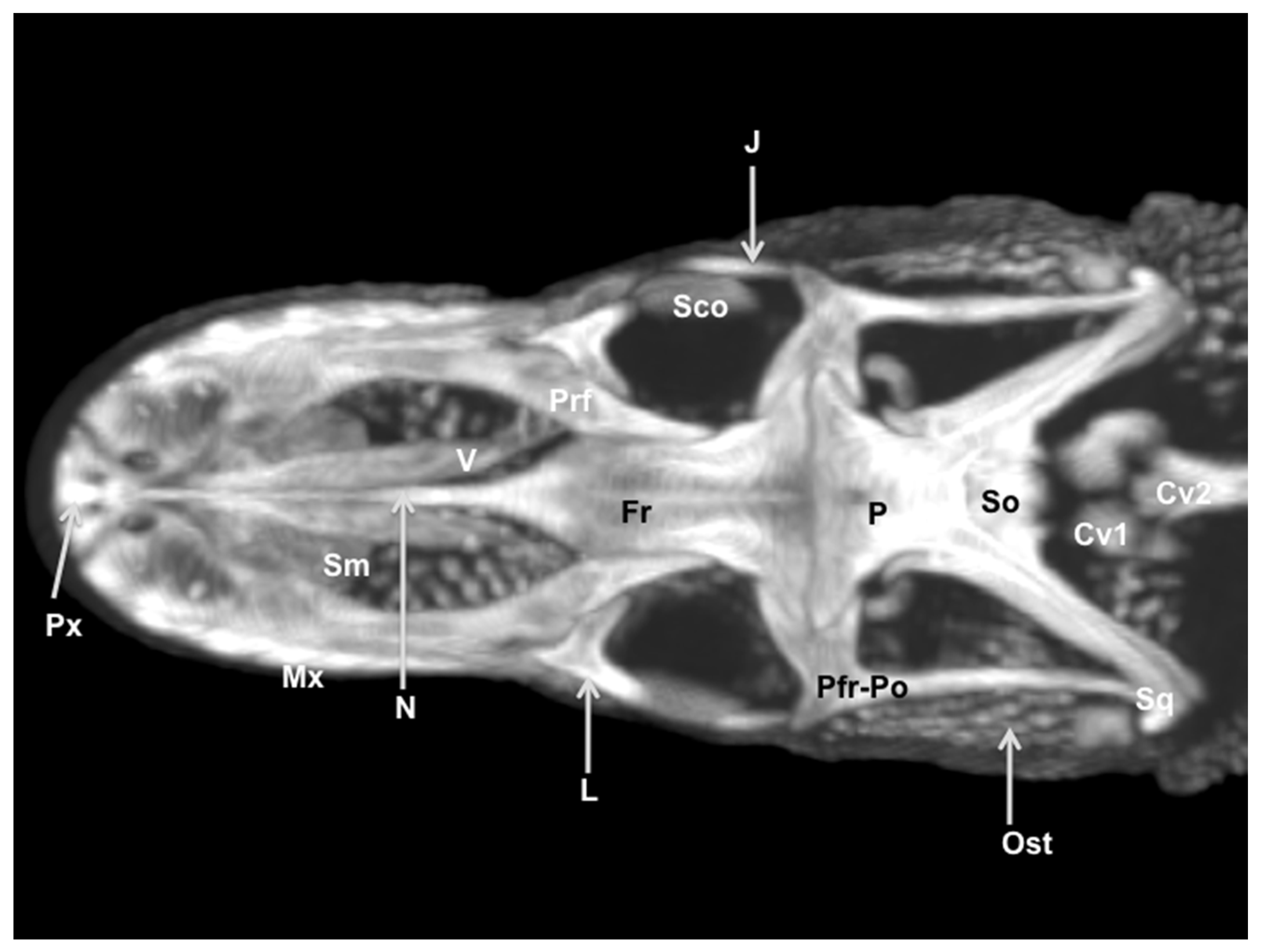 Animals 11 01078 g010 Animals 11 01078 g010