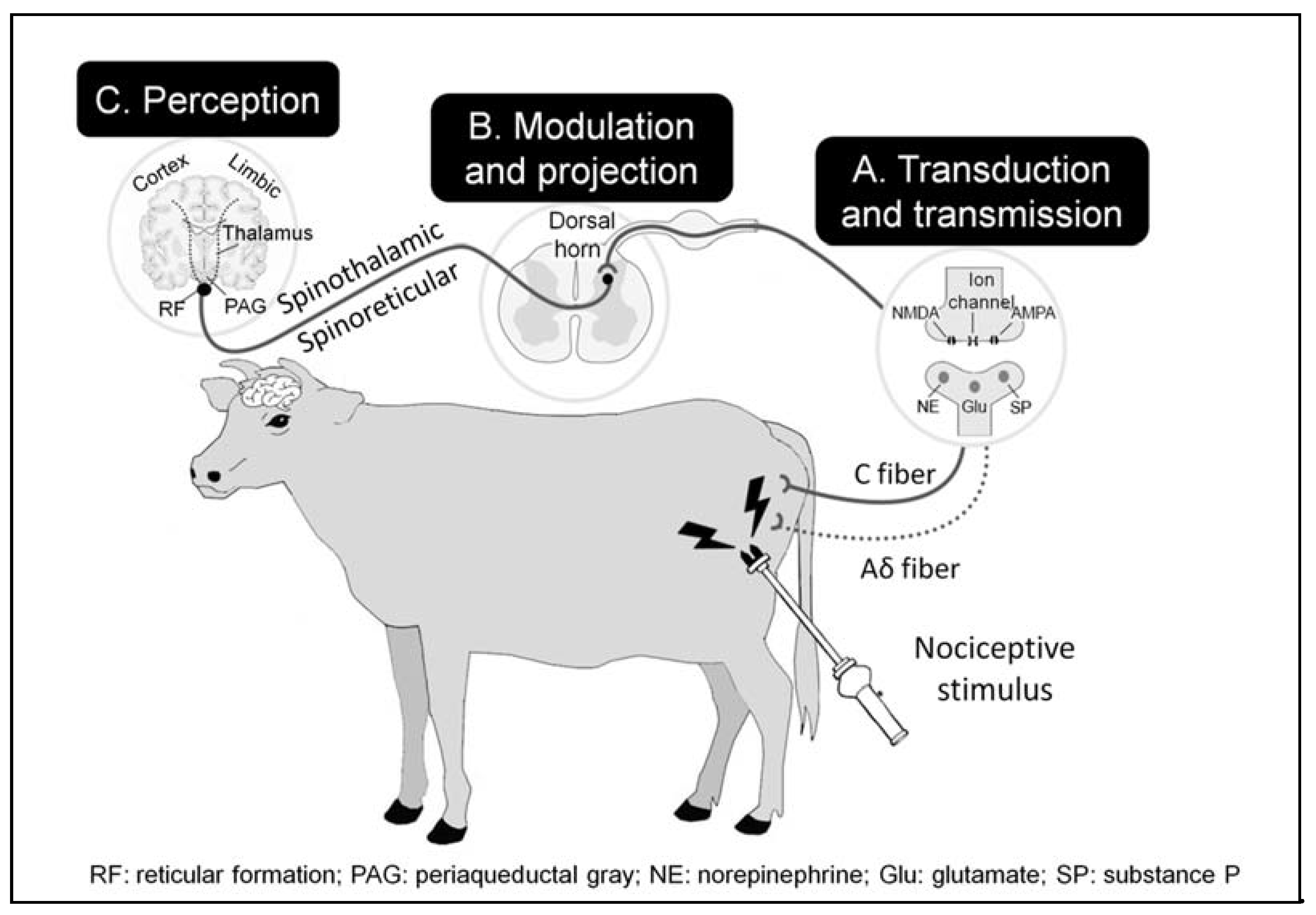 Animals Free Full Text Pain At The Slaughterhouse In Ruminants With A Focus On The Neurobiology Of Sensitisation Html