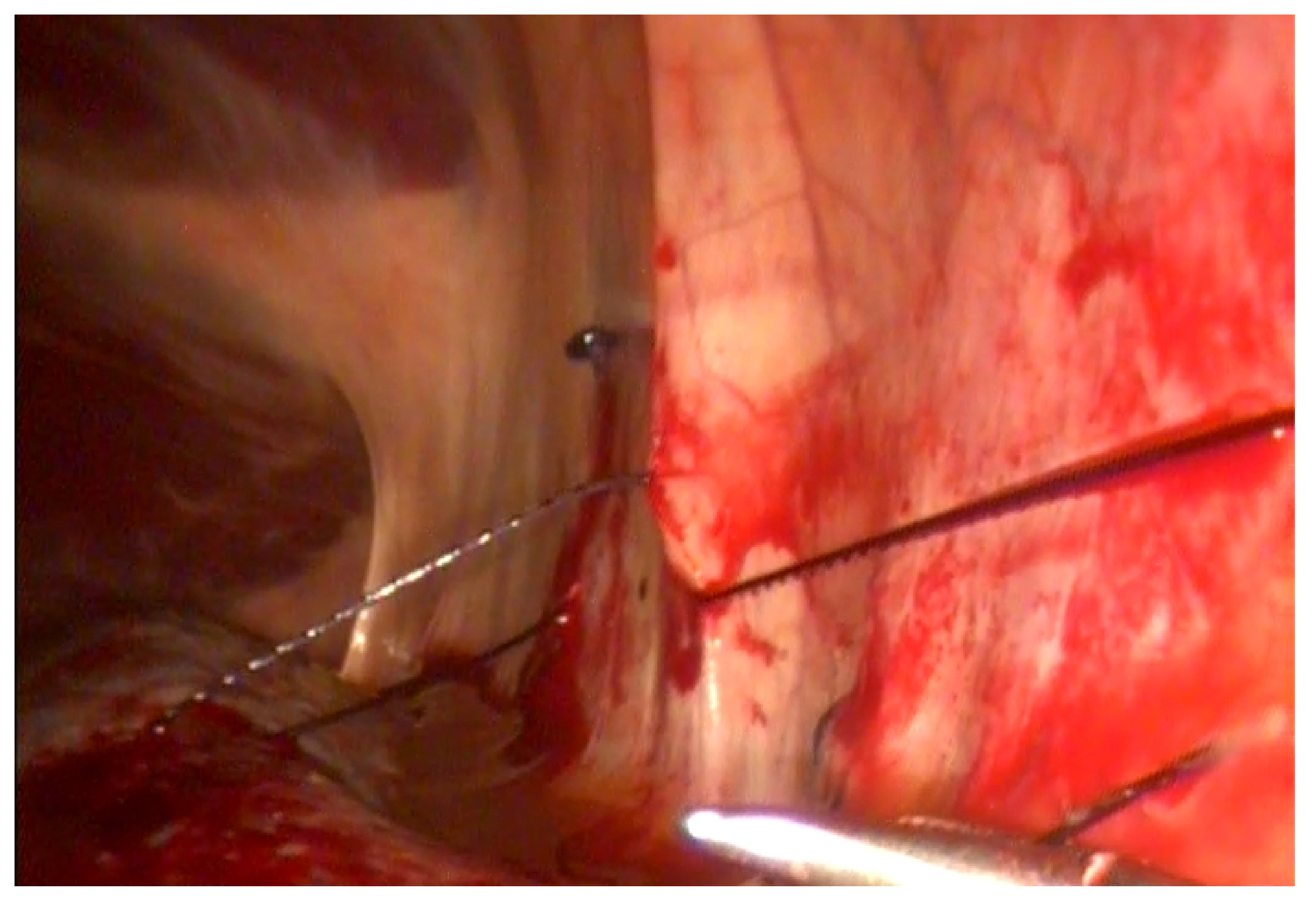 Animals 11 01096 g001