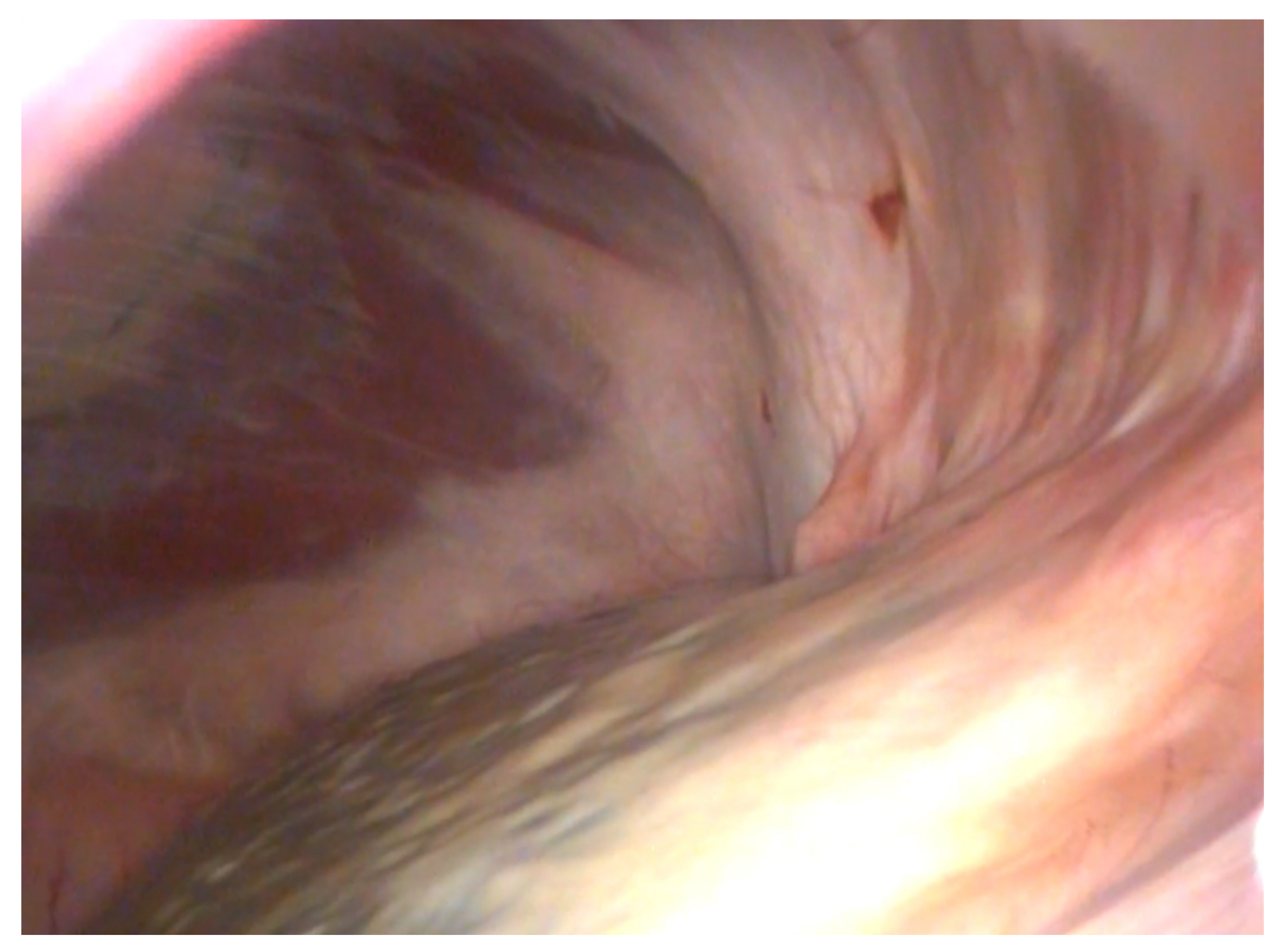 Animals 11 01096 g003