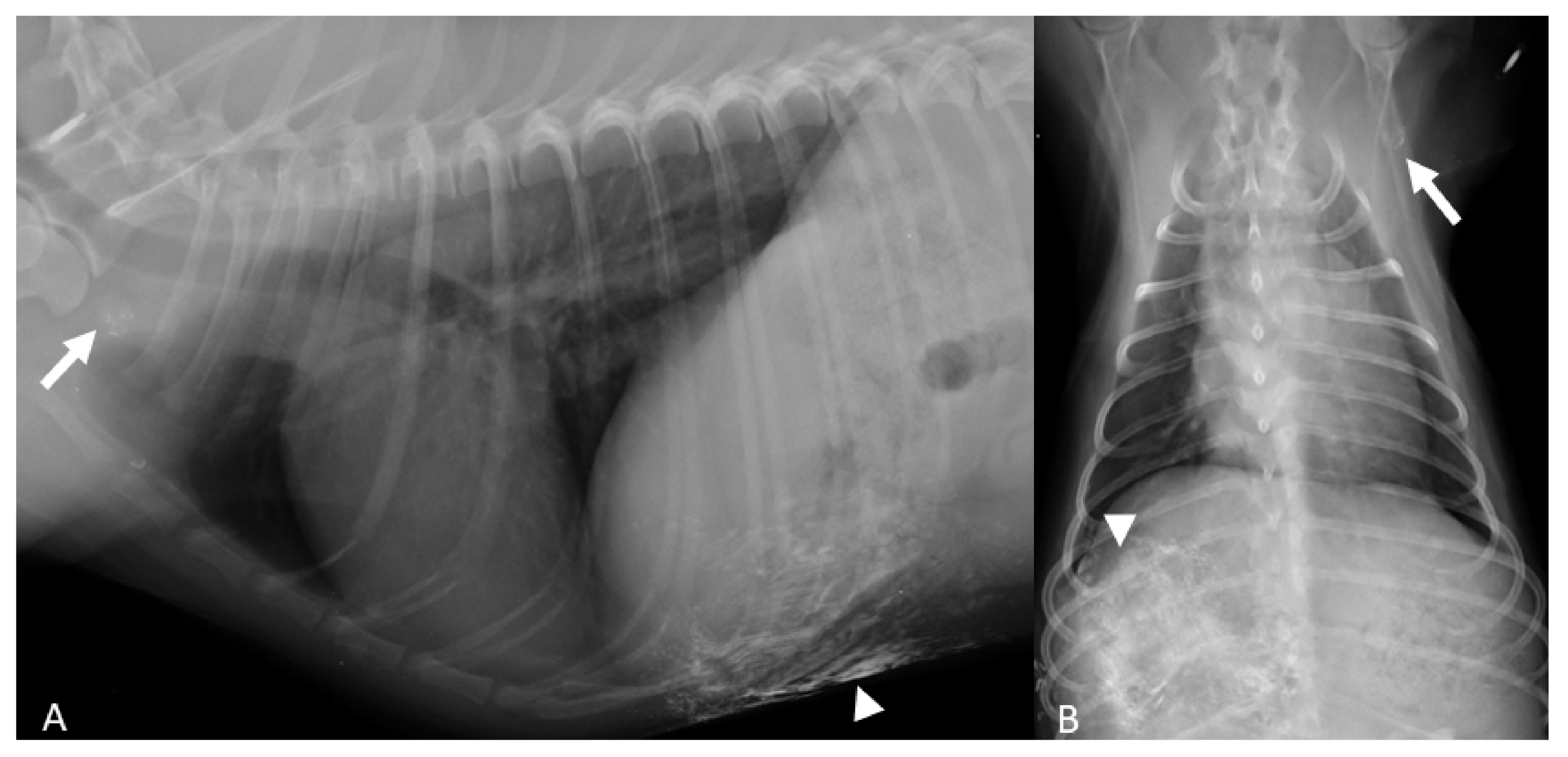adaptive radiography free download pdf quin