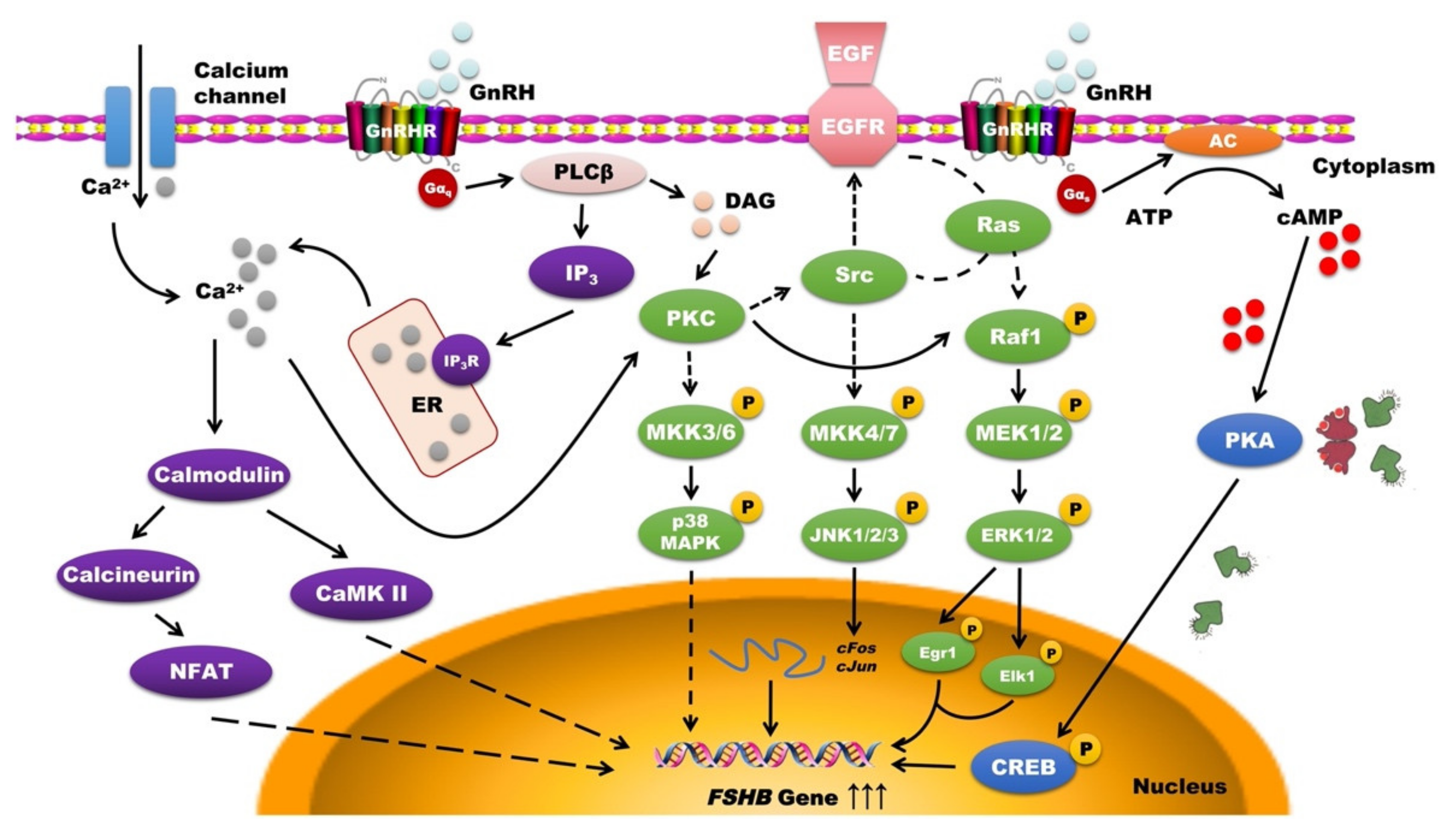 Animals 11 01134 g002 Animals 11 01134 g002