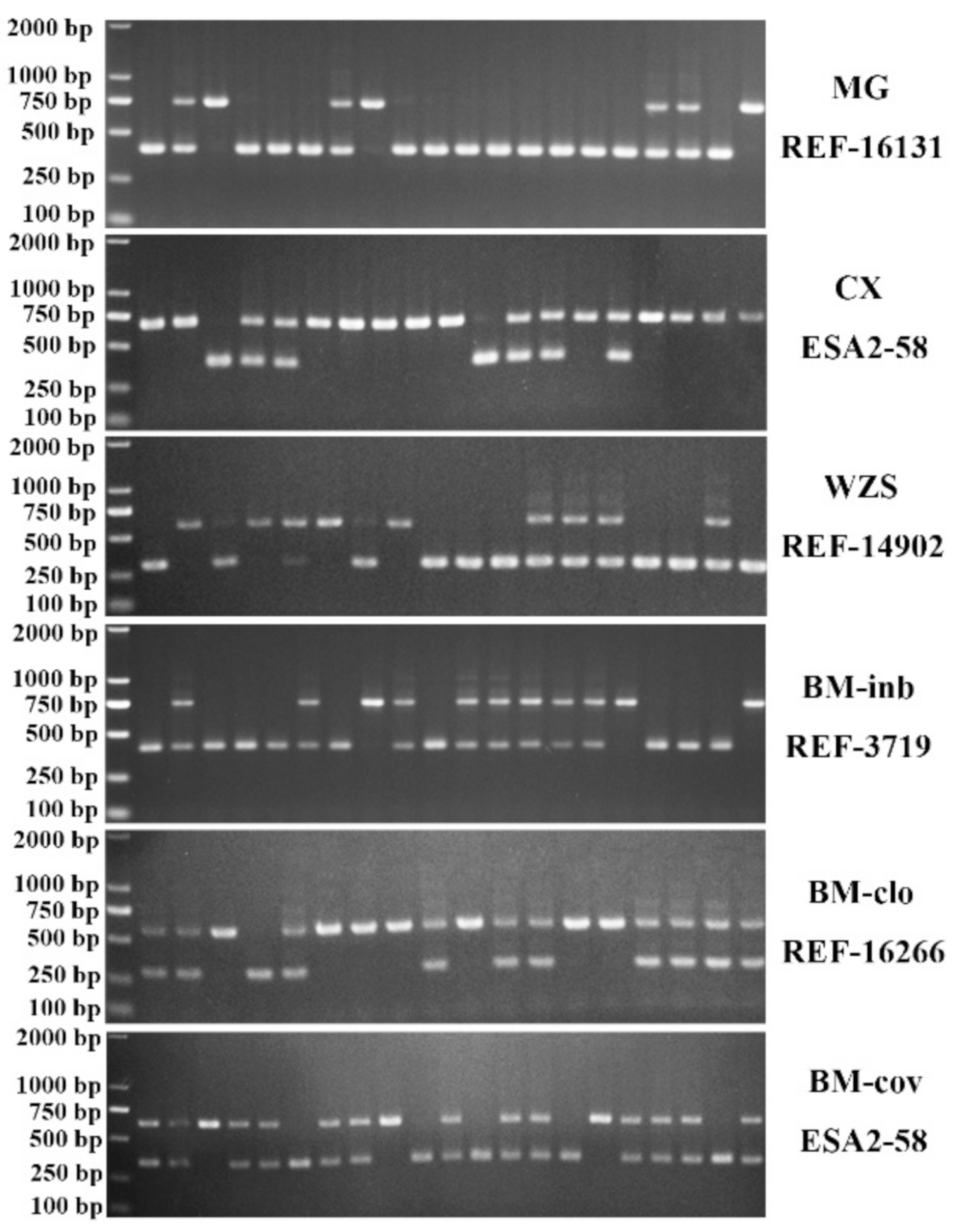 Animals 11 01136 g002