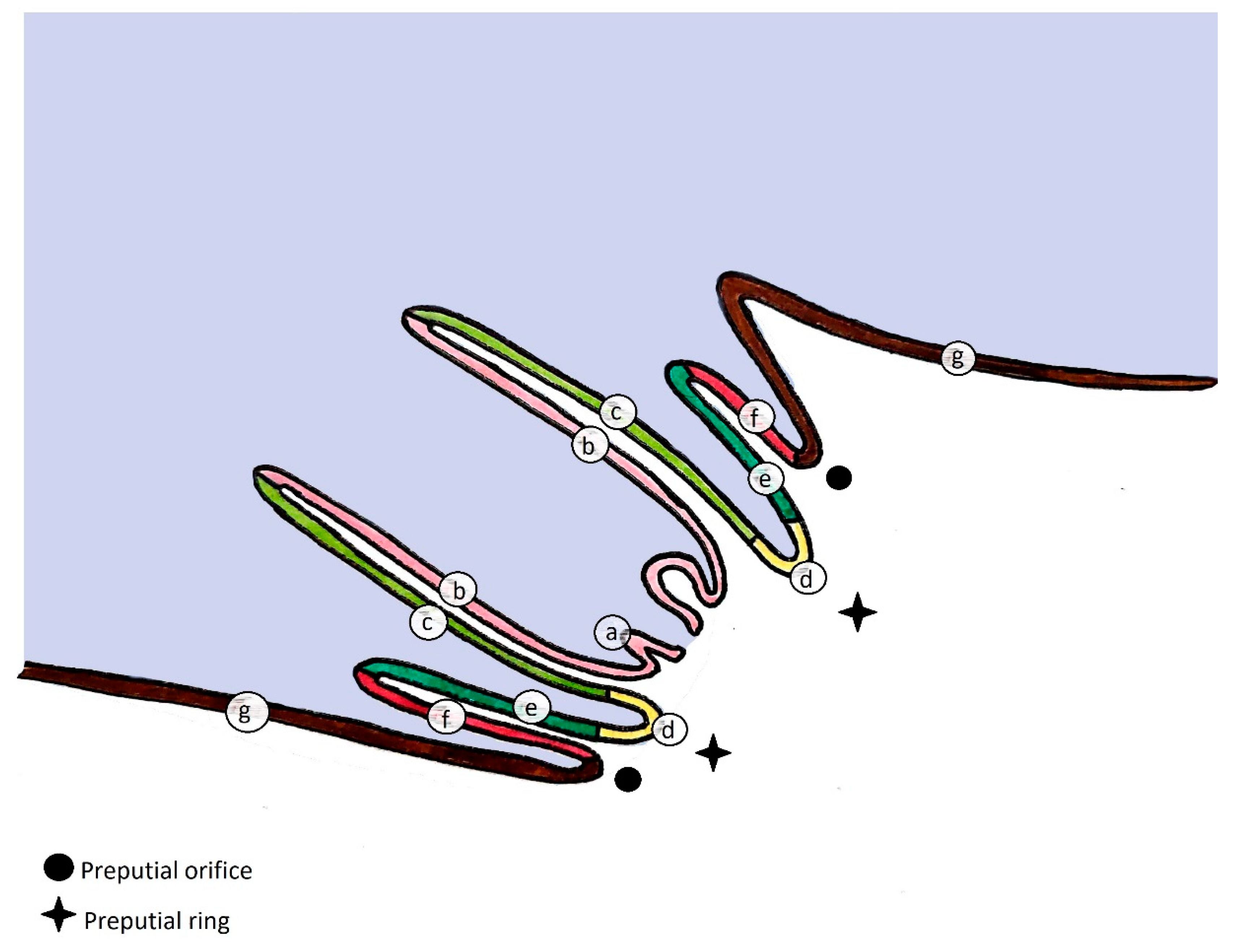 Animals 11 01145 g001 Animals 11 01145 g001