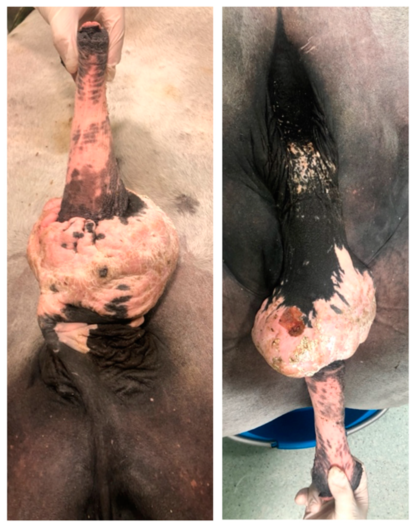 Animals 11 01145 g005 Animals 11 01145 g005