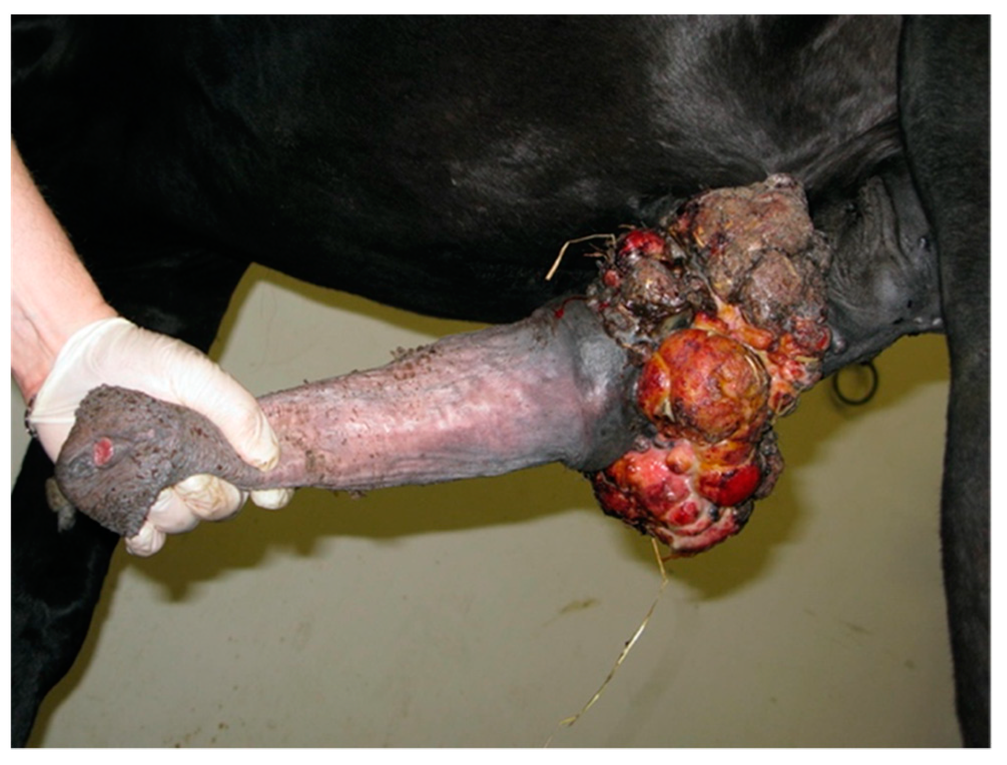 Animals 11 01145 g007 Animals 11 01145 g007