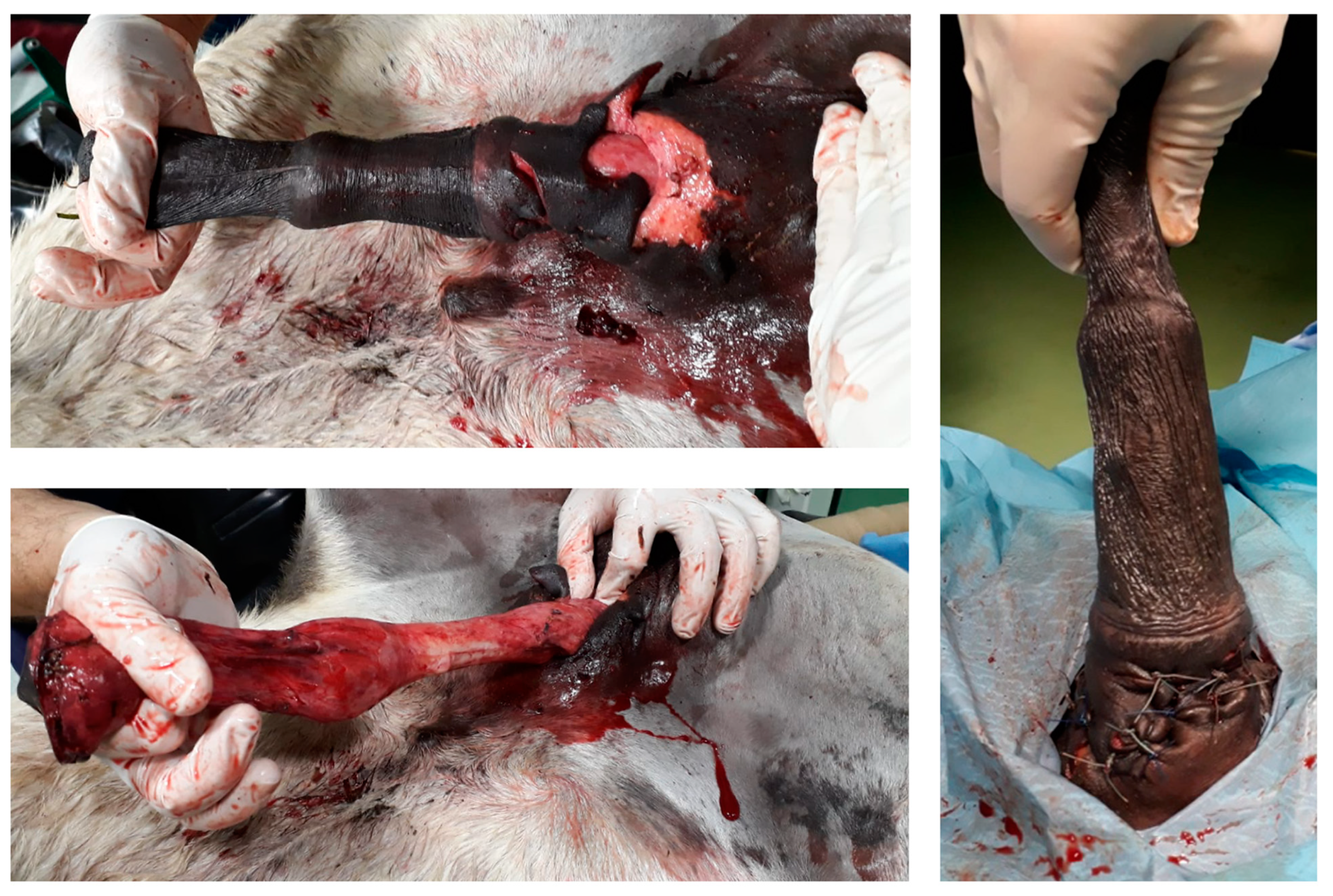 Animals 11 01145 g010 Animals 11 01145 g010