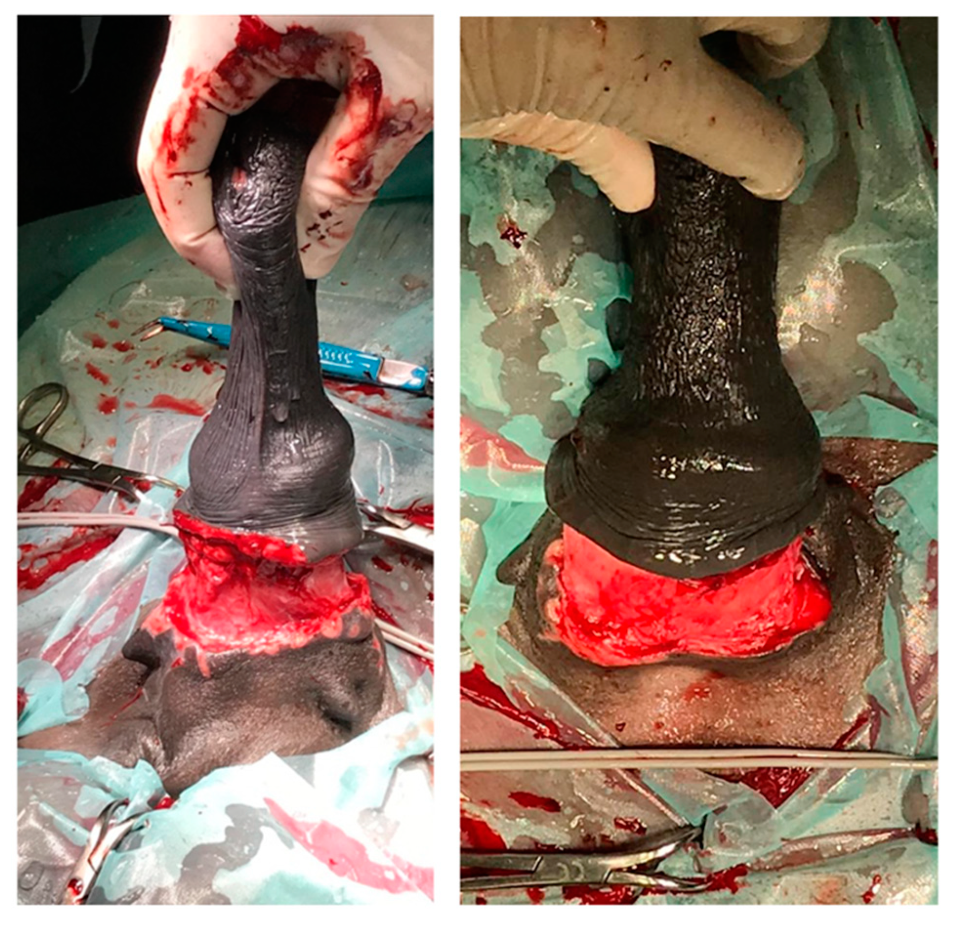 Animals 11 01145 g012 Animals 11 01145 g012