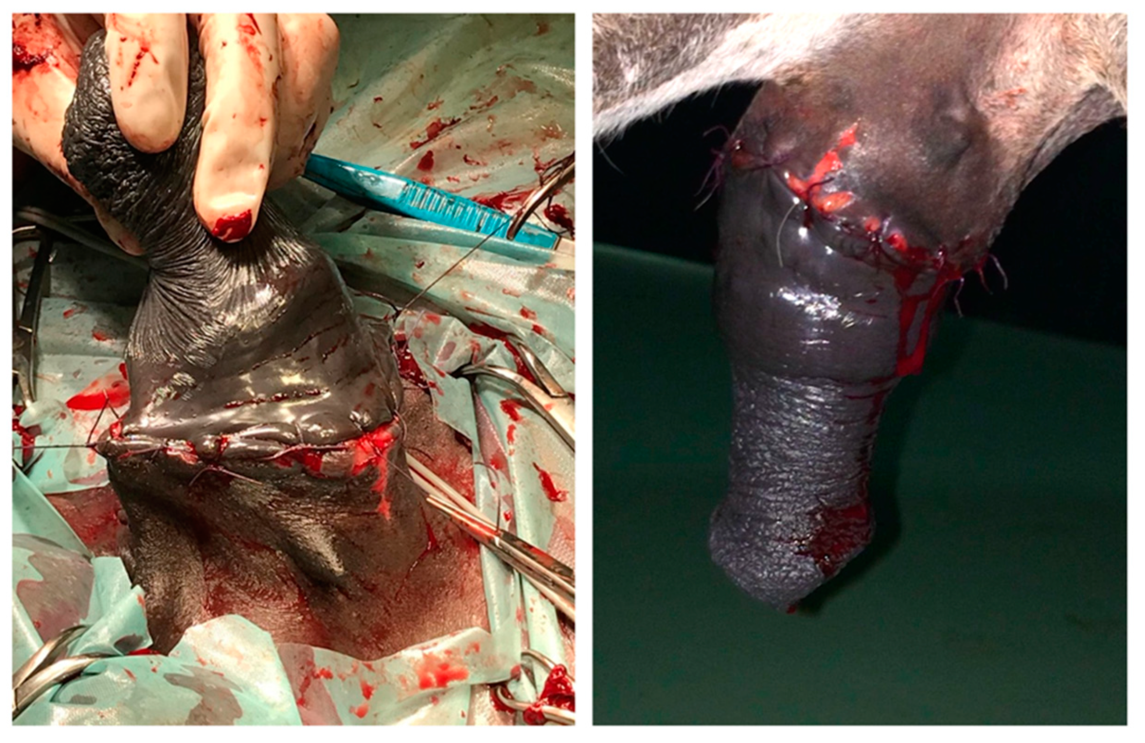 Animals 11 01145 g014 Animals 11 01145 g014